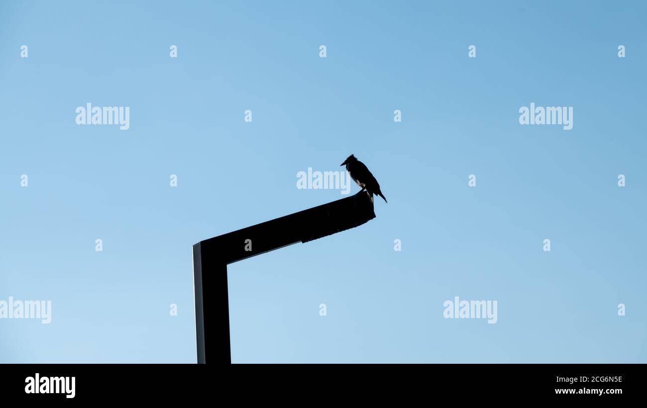 Black crow perching on a lighting pole and watching around Stock Photo