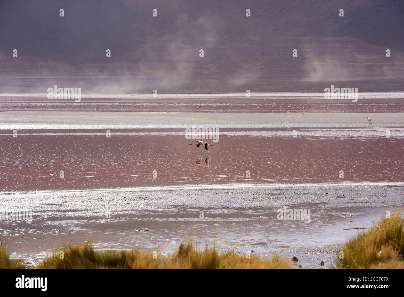 Flamingo flying over red lagoon, Altiplano, Bolivia Stock Photo