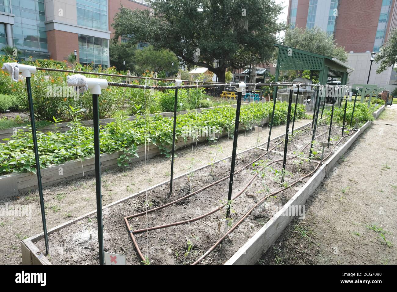 Urban Garden Planting 2nd Crop Which Is Showing Strong Growth of Tomatoes, Peppers, Greens, Flowers and Related Produce. Stock Photo