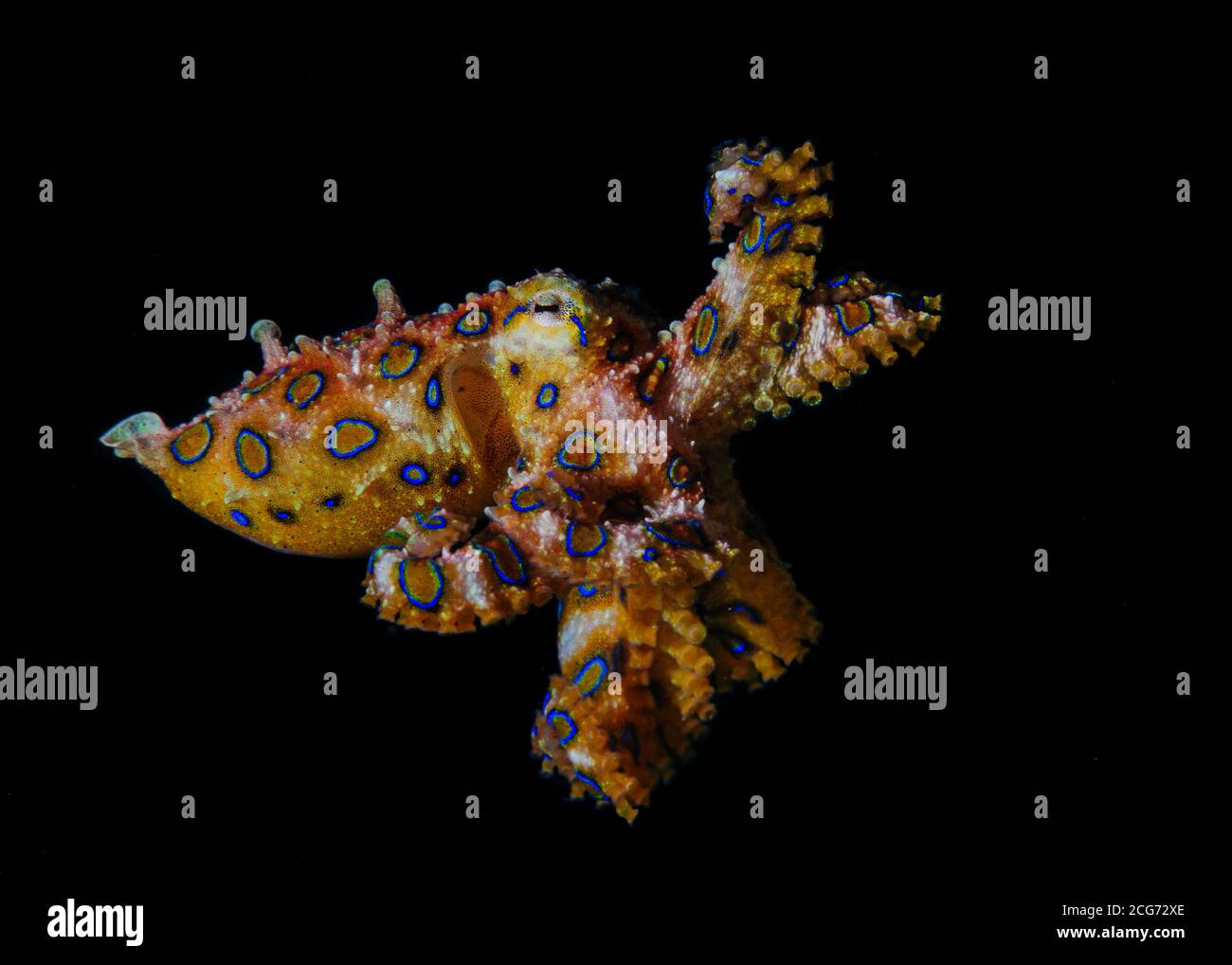 Blue ringed Octopus attacking, Lembeh Strait, Indonesia Stock Photo