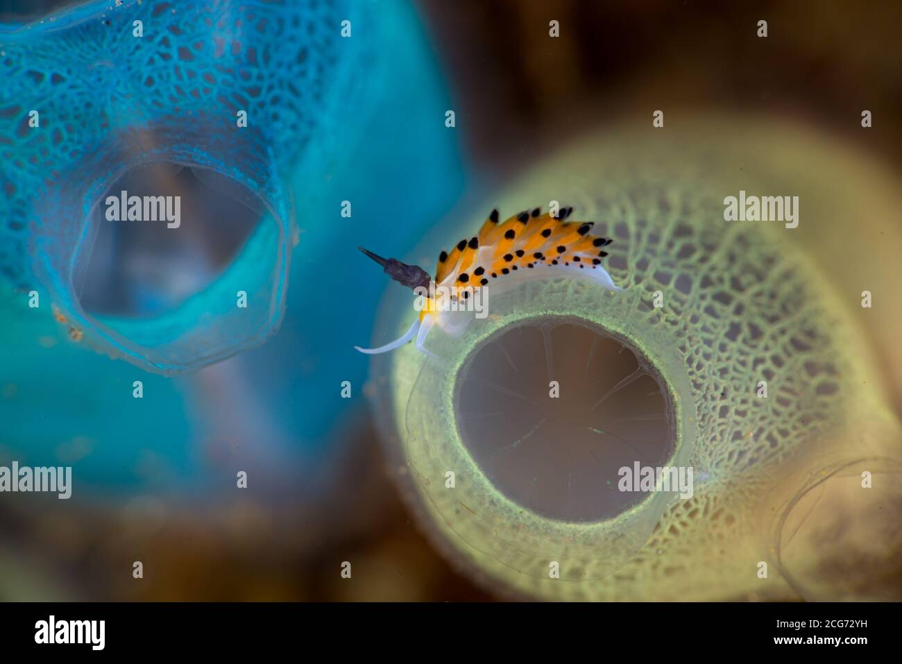 Close-up of a sea slug underwater, Lembeh Strait, Indonesia Stock Photo