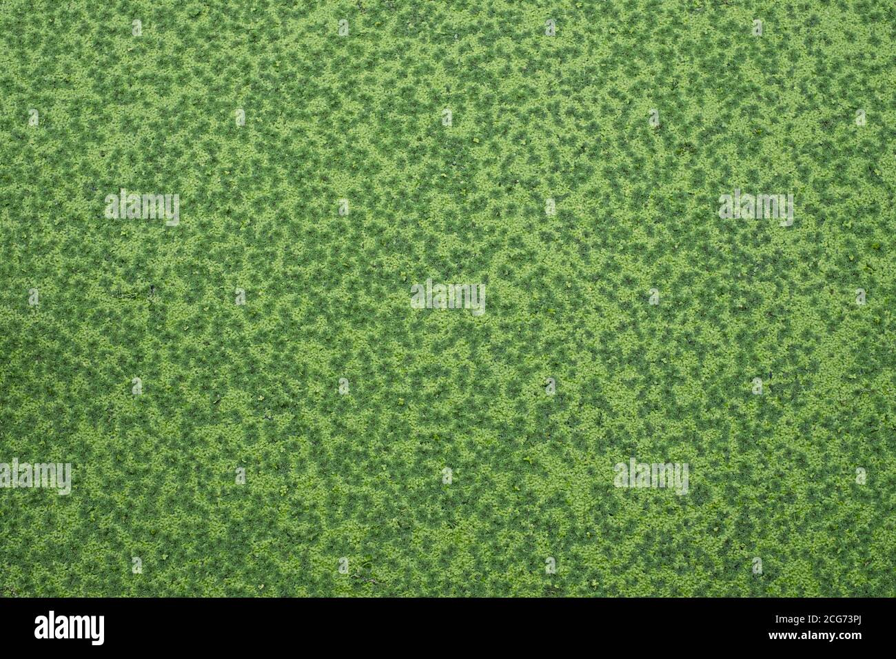 Top view of green fresh Azolla ( Mosquito fern ) is a kind of small water fern on the water, Duckweed pinnata is an aquatic plant in Family Salviniace Stock Photo