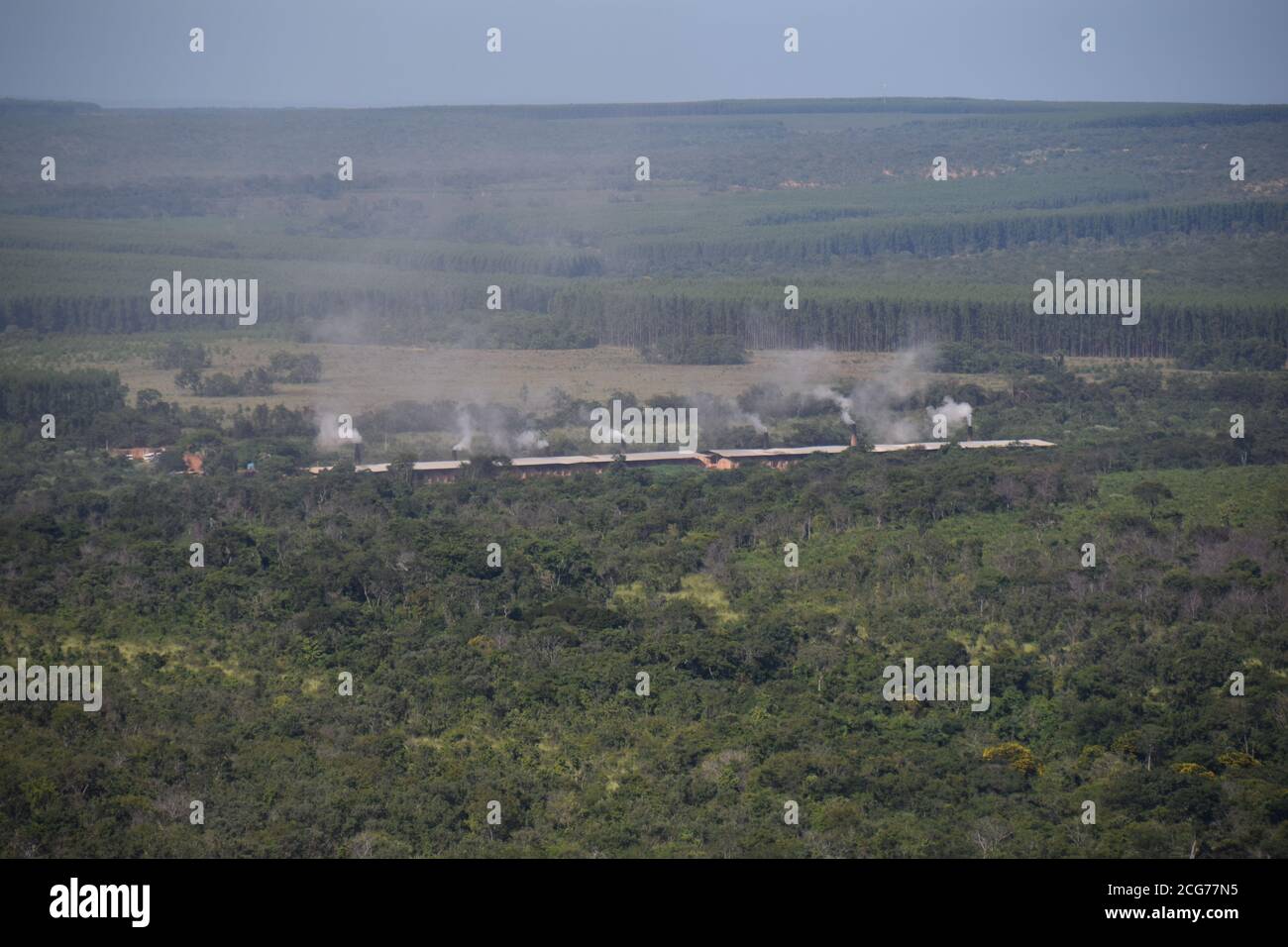 eucalyptus plantation industry brazilian agribusiness for paper factory Stock Photo