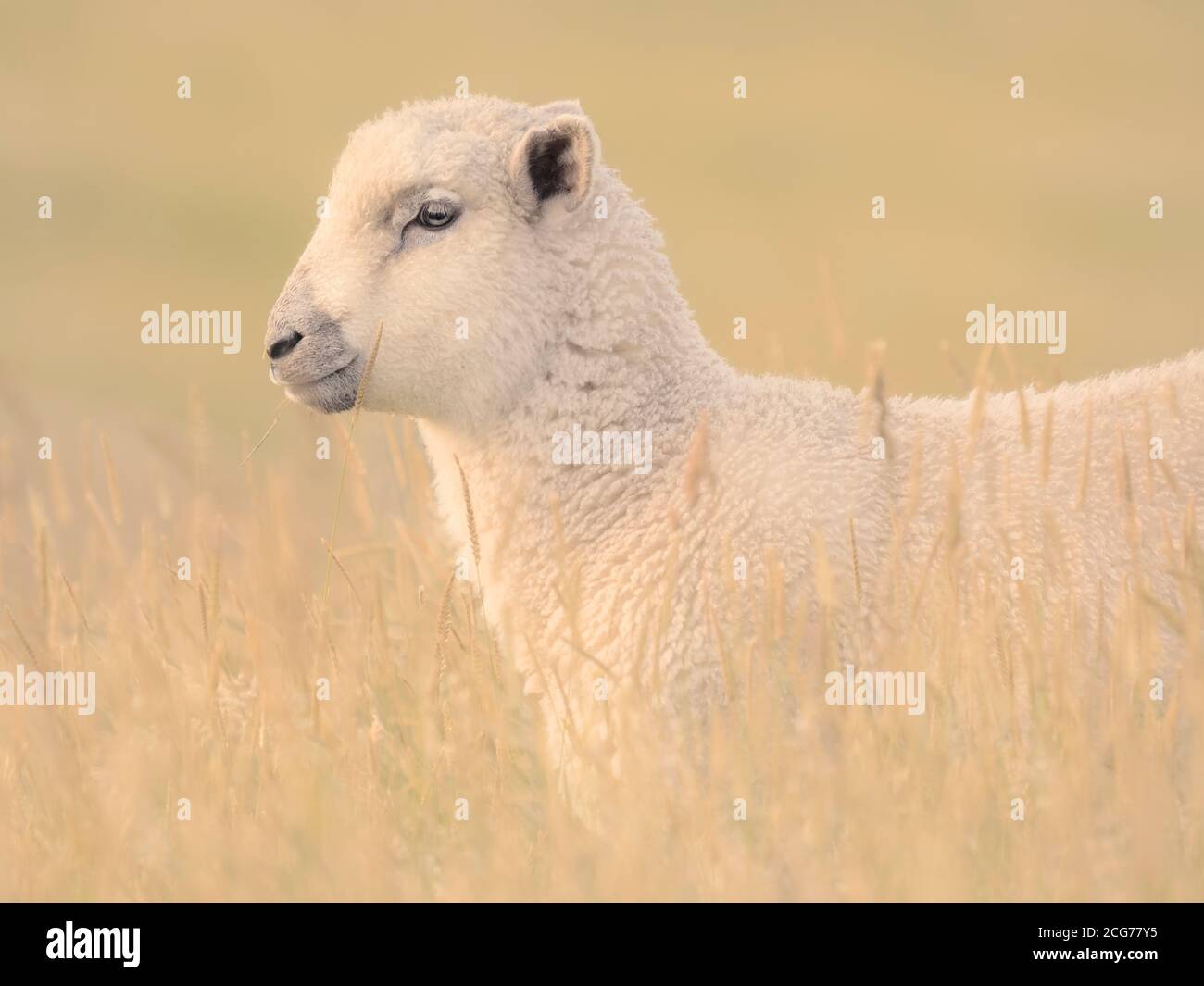 Close-up portrait of a lamb standing in a field eating grass, New Zealand Stock Photo