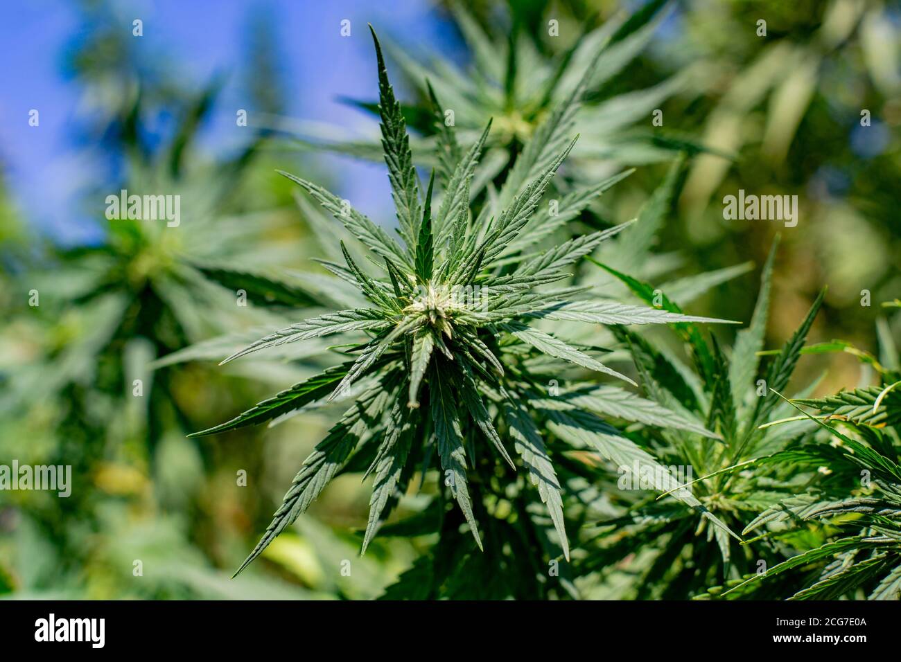 Large buds on hemp plants. Crop of cannabis plants for oil production ...