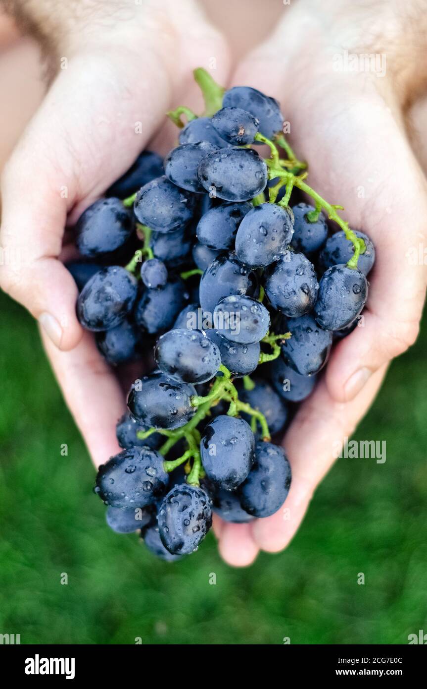 Farmer hands holding fresh bunch of black grapes harvest In Vineyard. Man holding ripe dark blue wine grapes, Grapes harvest. Closeup Stock Photo