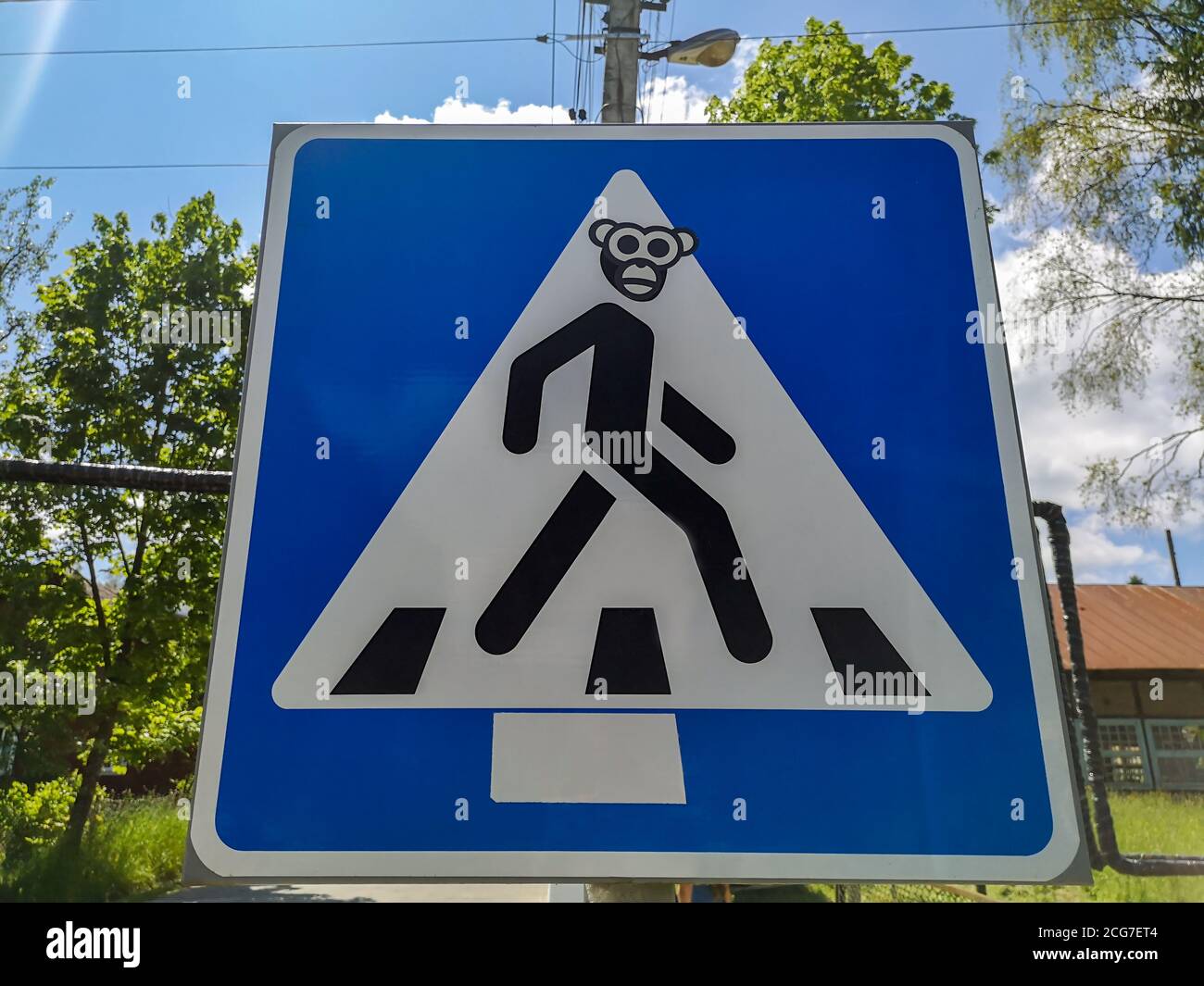 Funny road sign of pedestrian crossing with monkey head over human body on blue background. Country road. Stock Photo