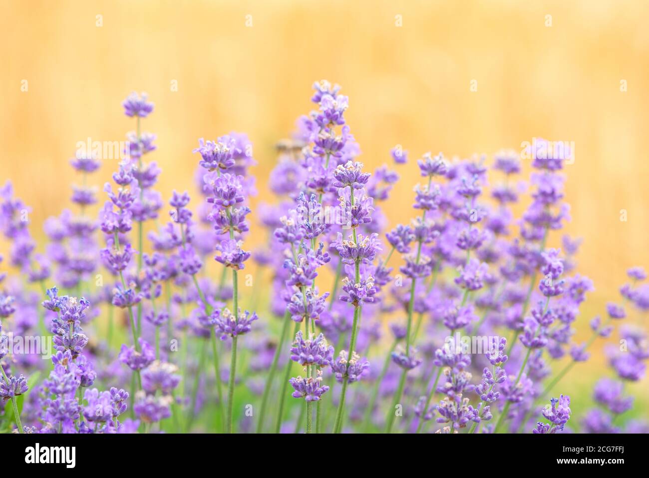 Lavender flowers at sunlight in a soft focus, pastel colors and blur ...