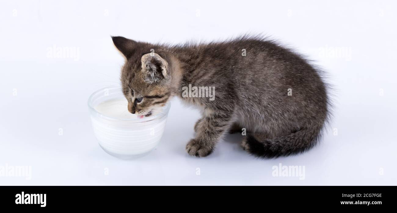 Domestic Tabby Kitten sitting on a reflective surface isolated on white drinking milk Stock Photo