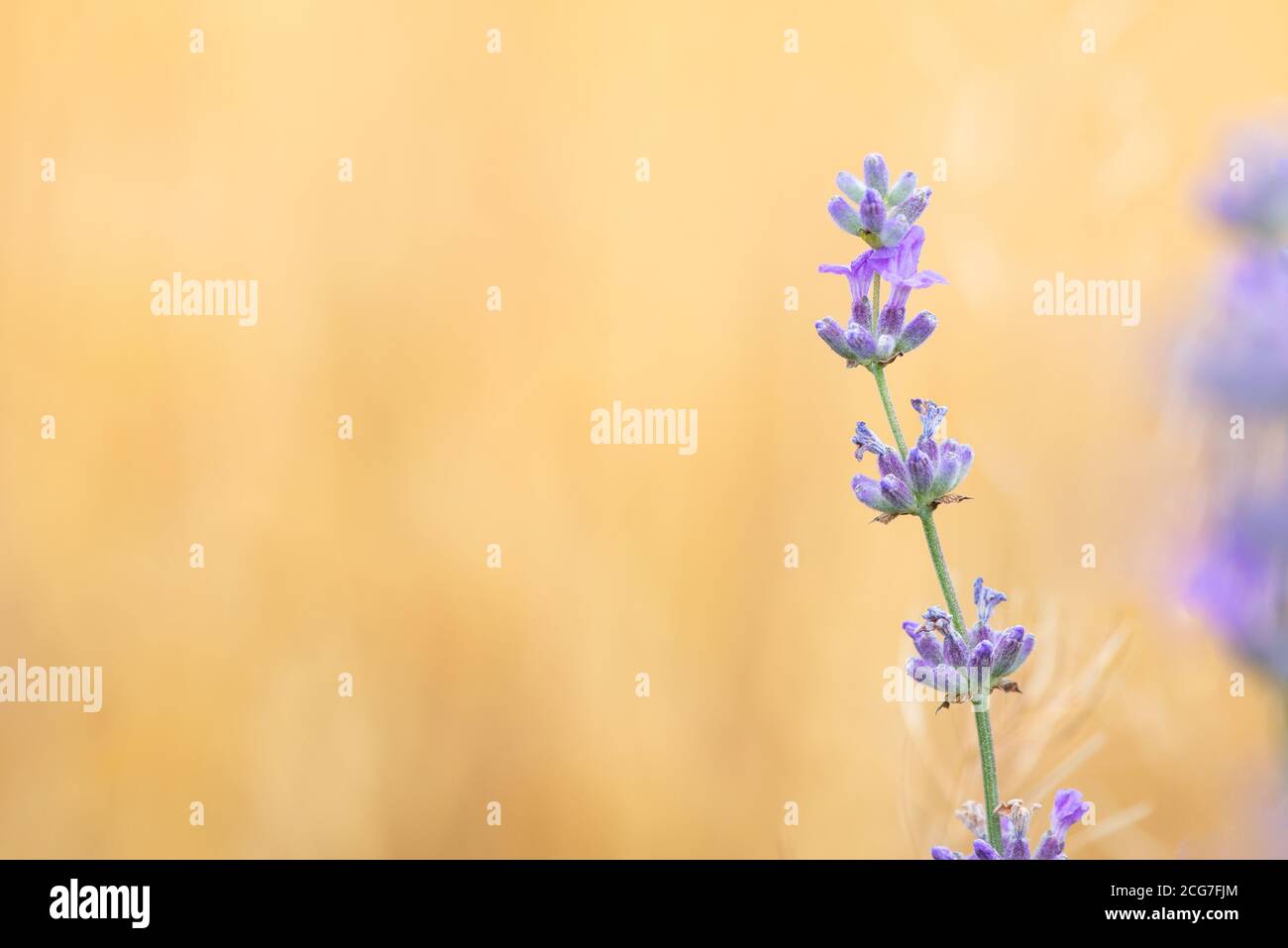 Lavender flowers at sunlight in a soft focus, pastel colors and blur ...