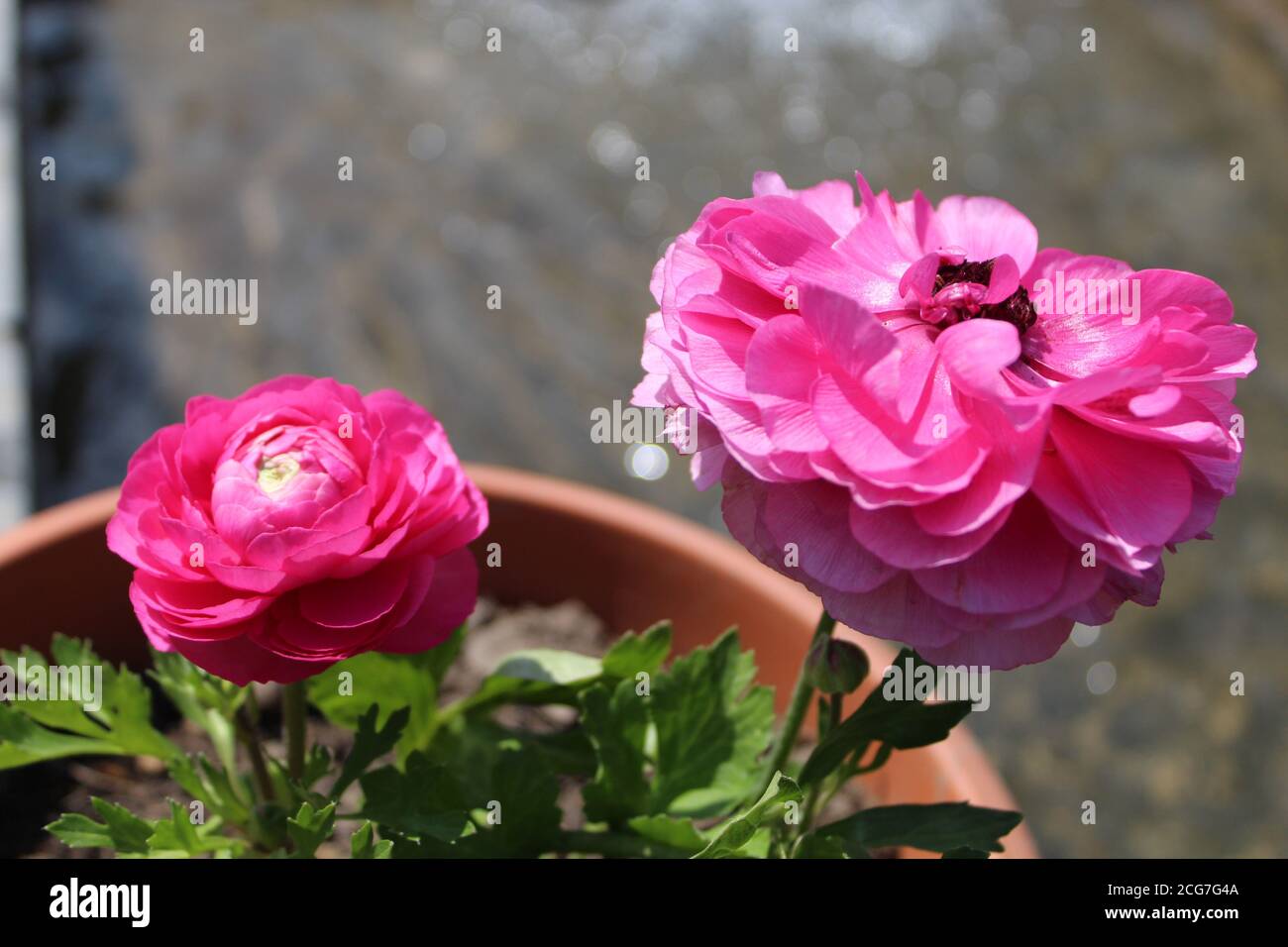 Pink Buttercup Flower Stock Photo