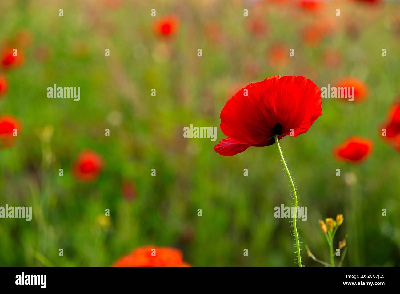 Dead poppy field hi-res stock photography and images - Alamy