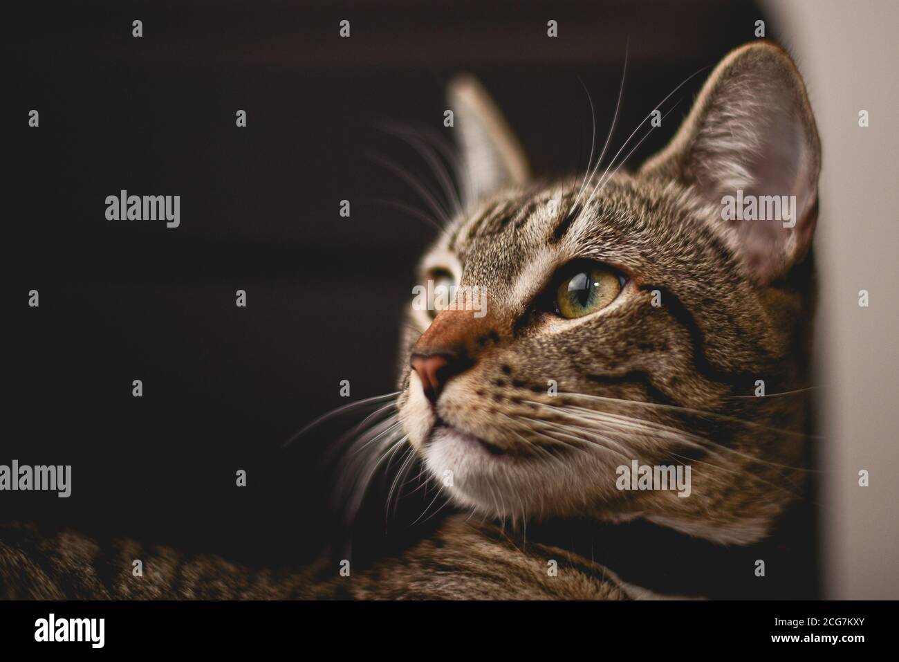 Low Key Cat Example Dark Studio Portrait od a cat, Low key Stock Photo - Alamy