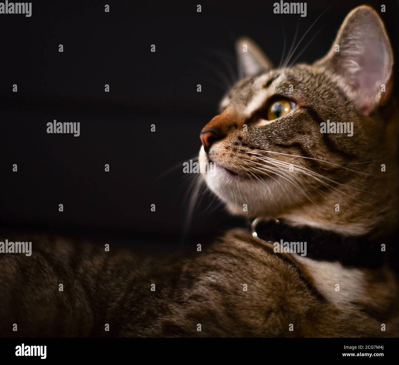 Low Key Cat Example Dark Studio Portrait od a cat, Low key Stock Photo - Alamy