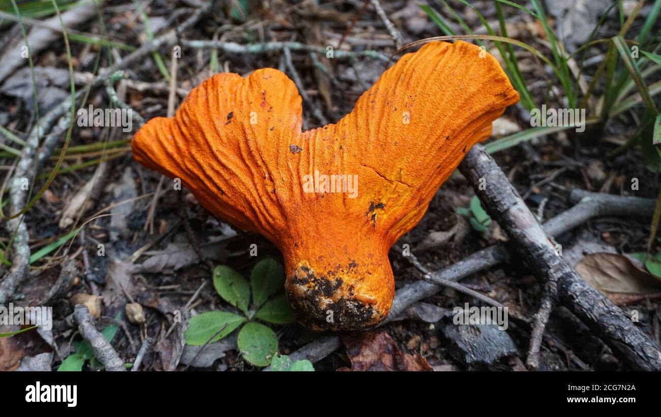 Lobster Mushroom found in the forest. Foraging wild mushrooms. Meat substitutes / alternatives. Stock Photo