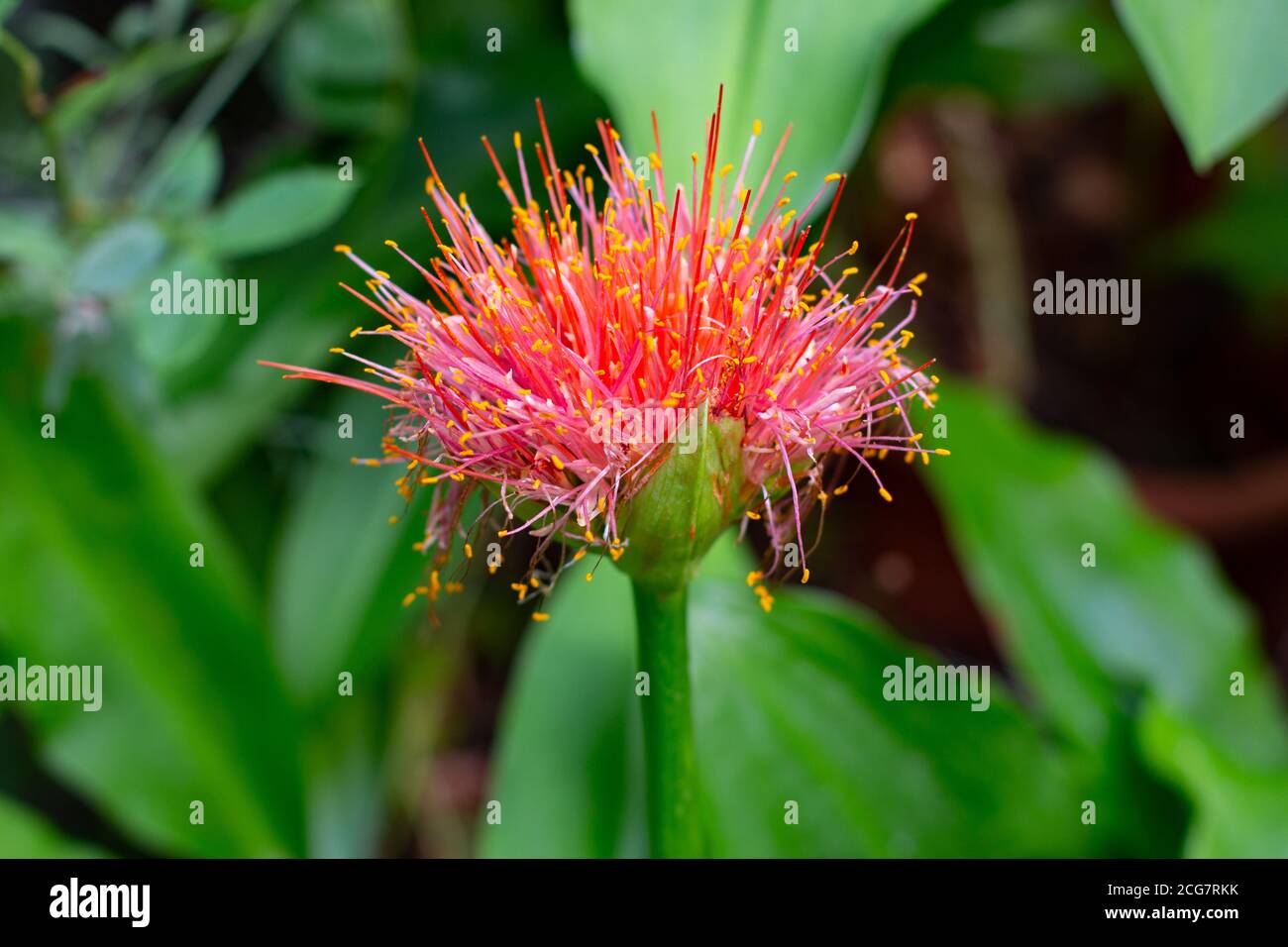 Close up of a blood lily, also called Scadoxus multiflorus or blutblume Stock Photo