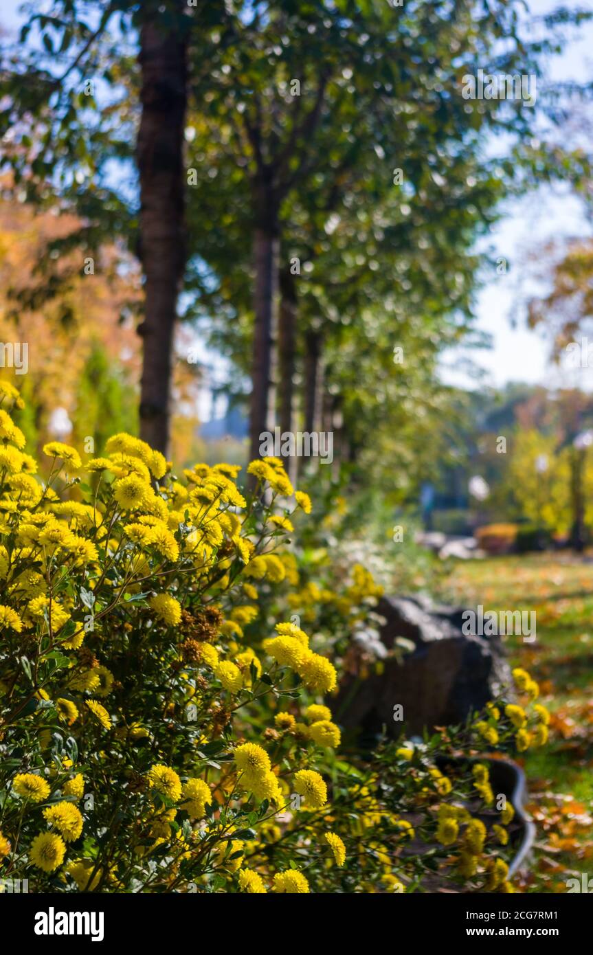 Autumn urban landscape on a Sunny day - yellow autumn trees in the Park ...