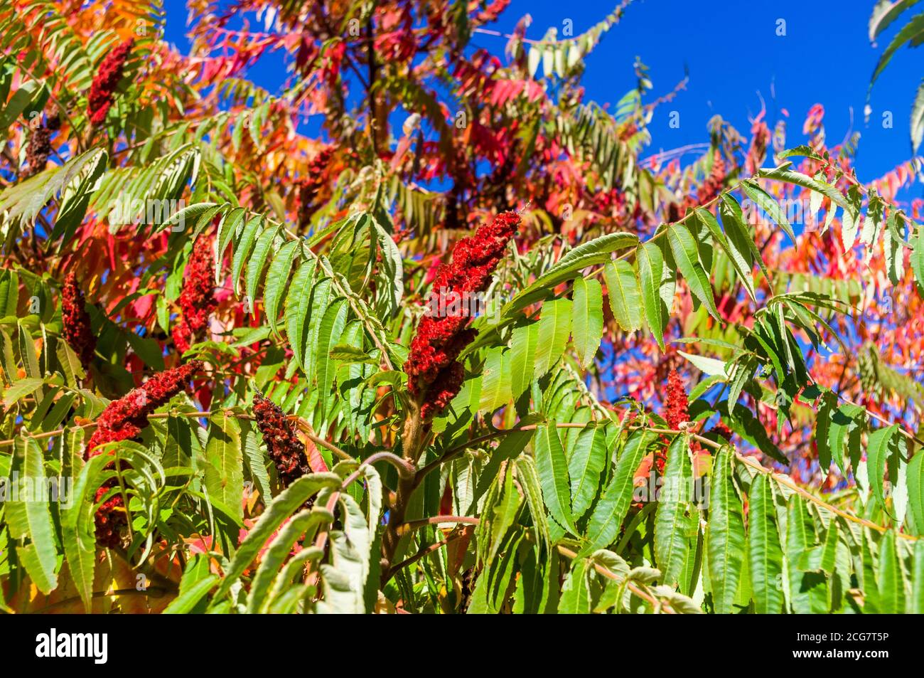Autumn red and yellow colors of the Rhus typhina, Staghorn sumac