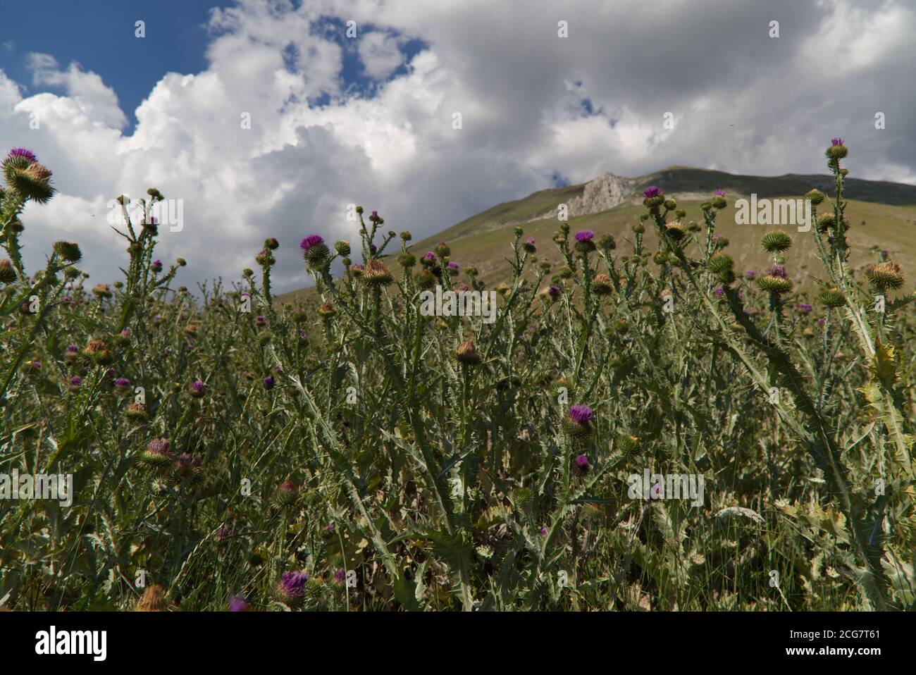 Wild Thistle Flowers On The Castelluccio Plateau In Umbria Italy Stock wild-thistle-flowers-on-the-castelluccio-plateau-in-umbria-italy-stock