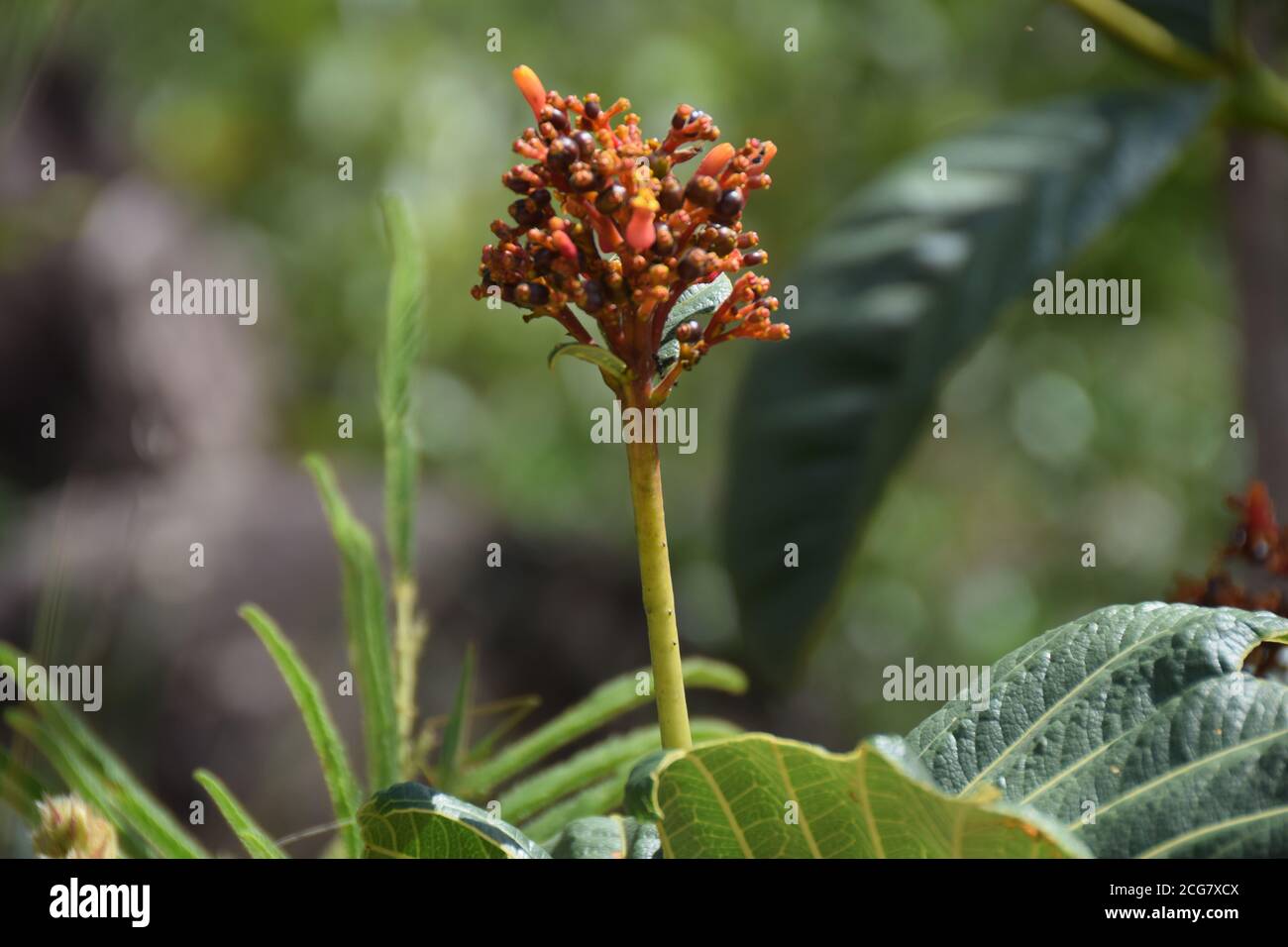 brazilian flora cerrado bioma flower tropical flower closeup shot Stock Photo