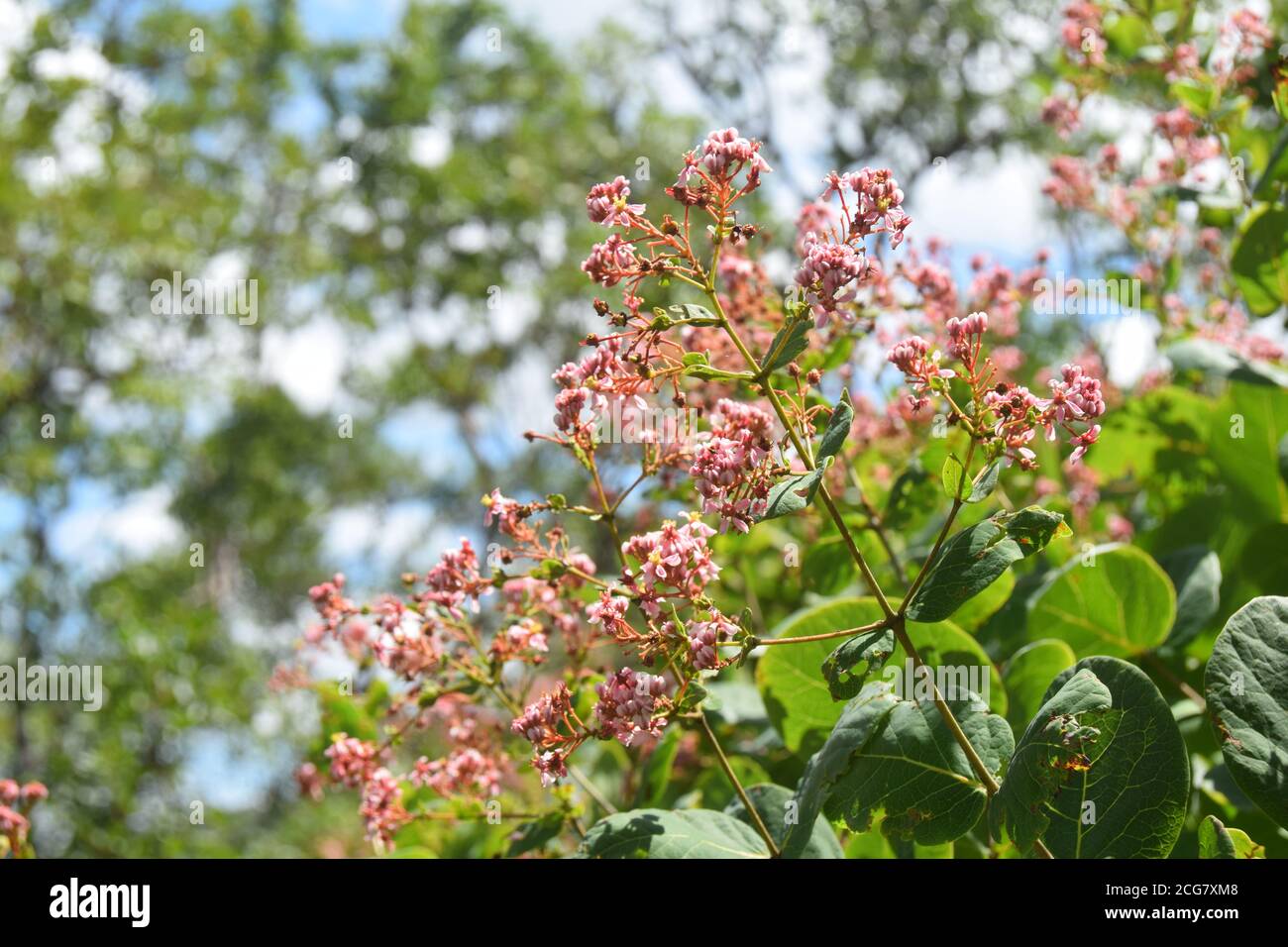 brazilian flora cerrado bioma flower tropical flower closeup shot Stock Photo