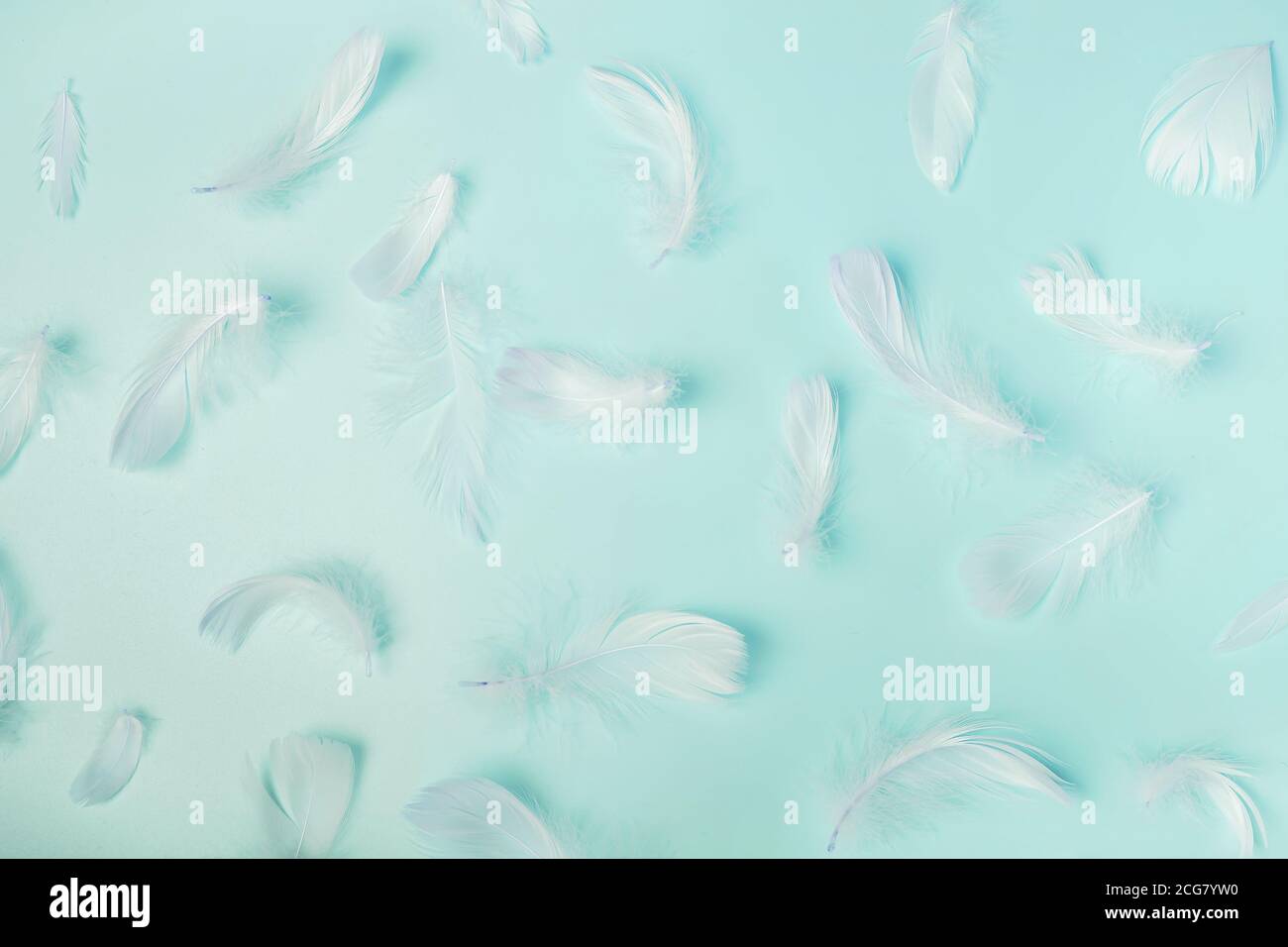 White fluffy bird feathers on pastel blue background, top view Stock ...