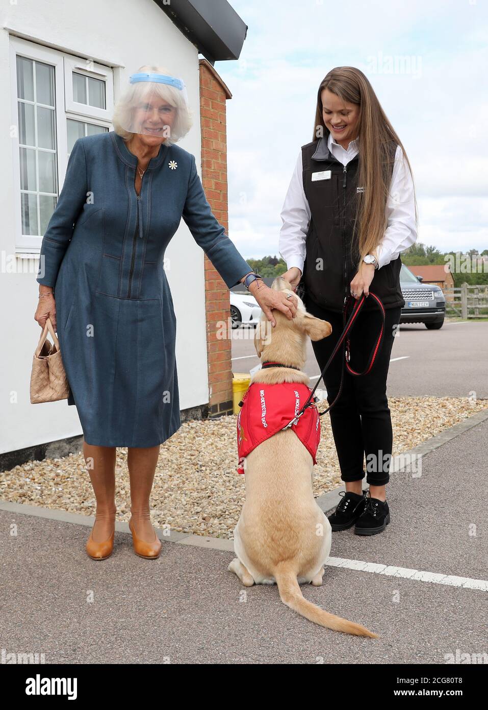 Golden retriever cross hires stock photography and images Alamy