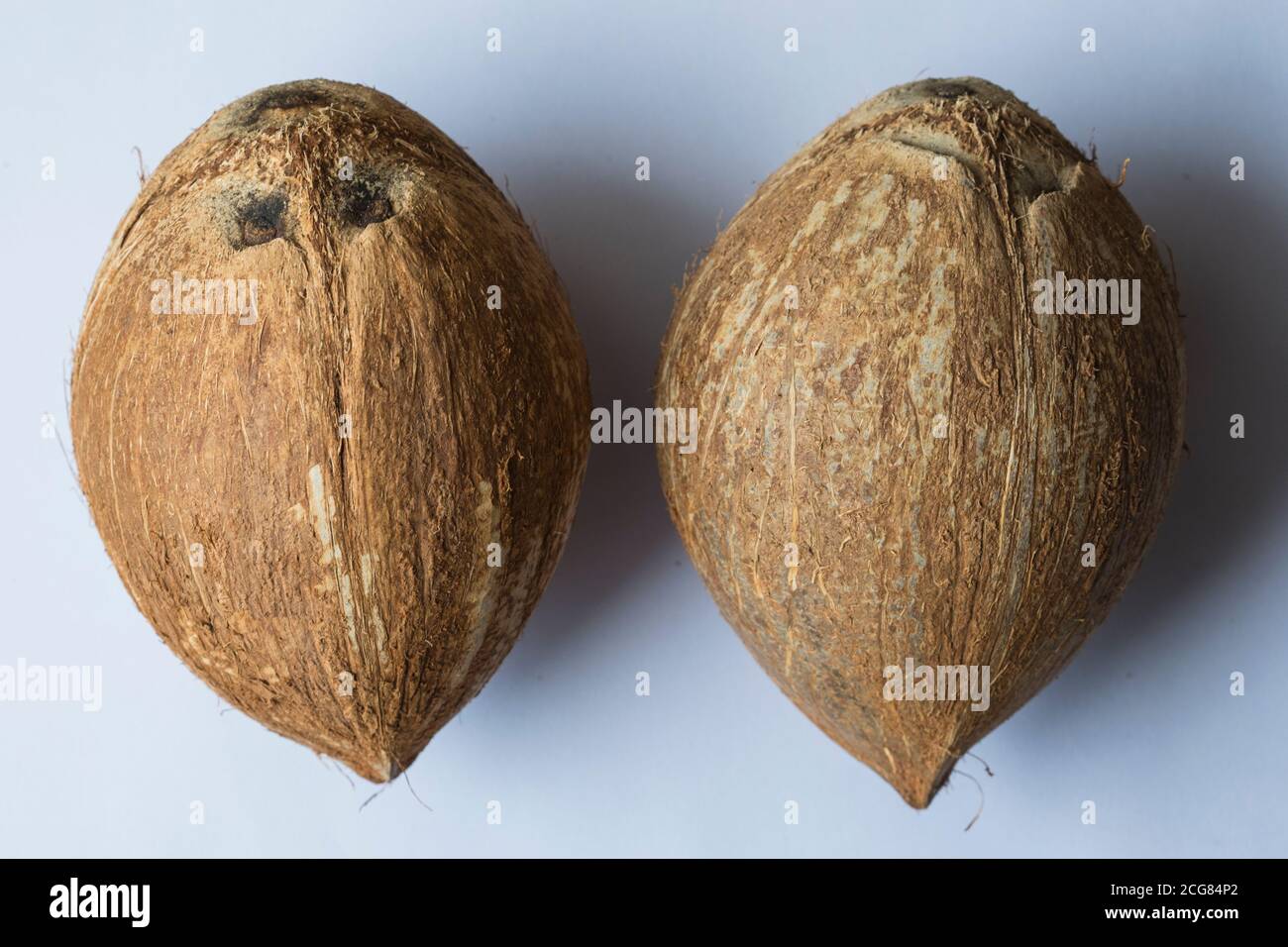 Two whole raw coconuts isolated on white background. Stock Photo