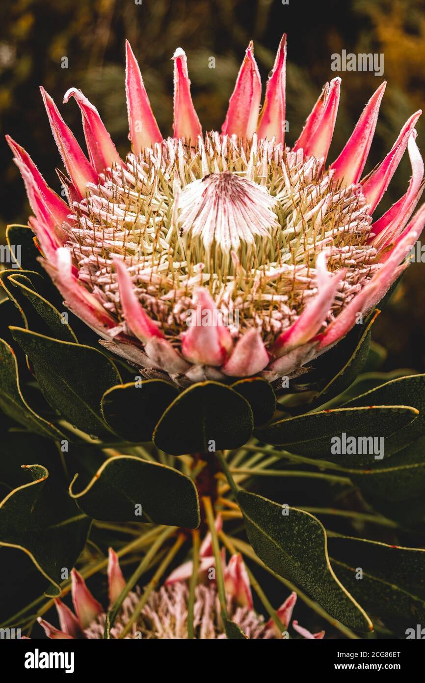 Majestic flowering King Protea Stock Photo