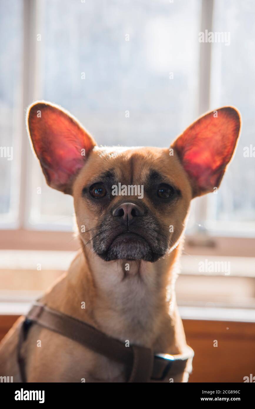 Frenchie x hot sale pomeranian