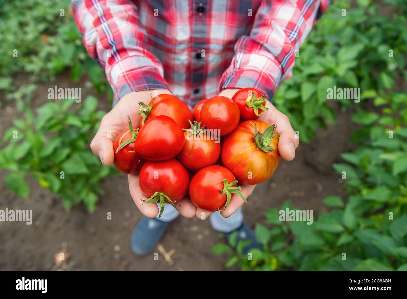 A man farmer holds a crop of tomatoes in his hands. Selective focus ...