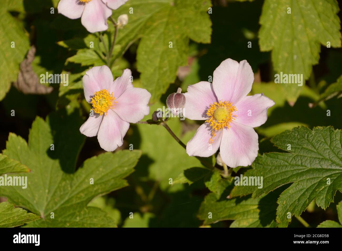 pink anemone hupehensis japonica flowers as autumn background Stock Photo