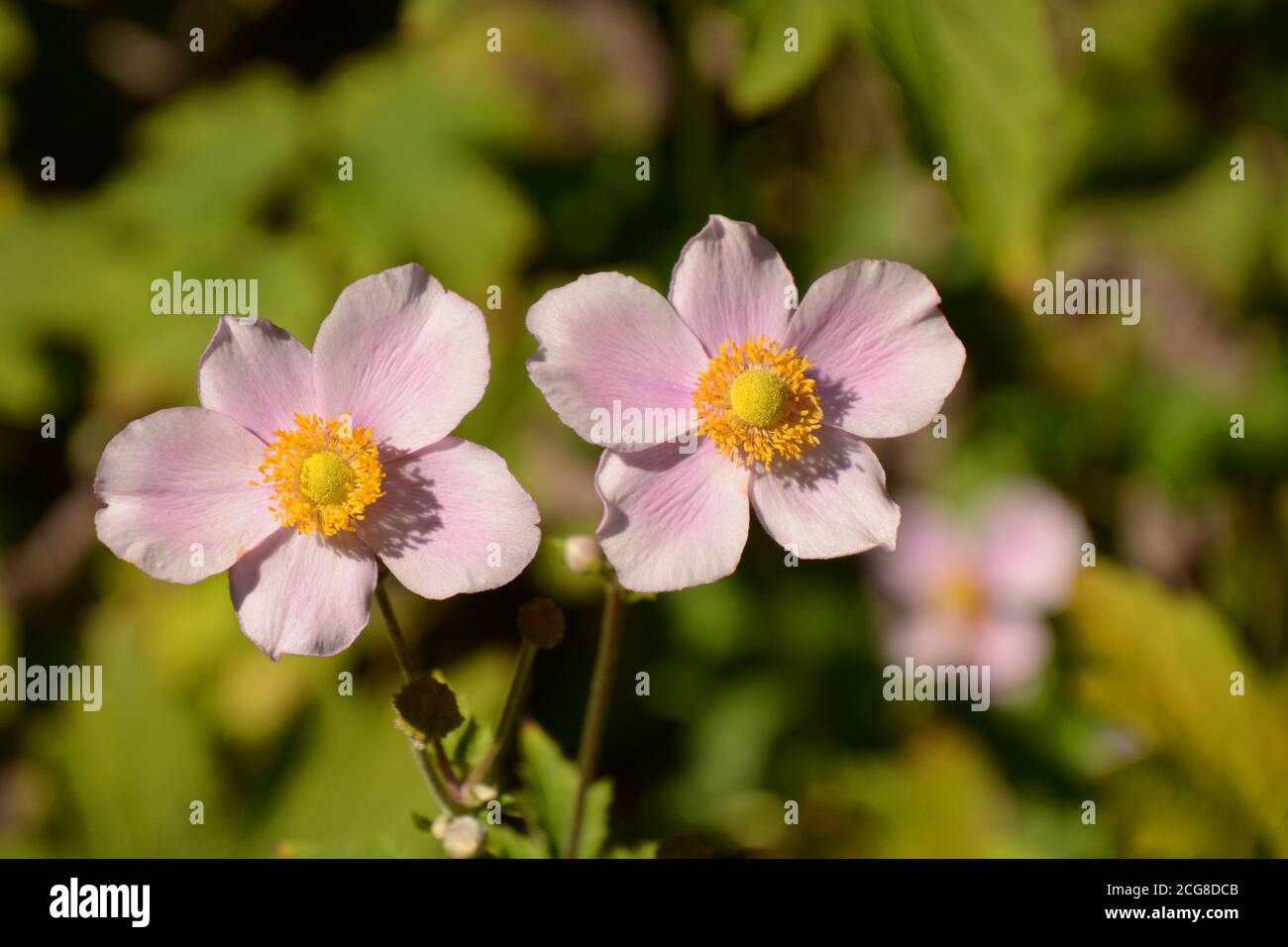 close-up of thimbleweed pink flowers in late summer sun Stock Photo