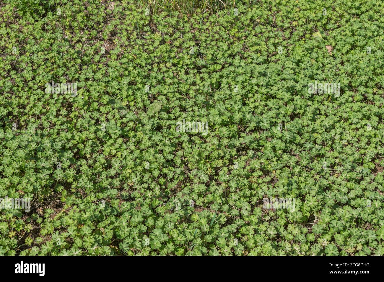 Masses leaves of Buttercups / Ranunculus, though uncertain of which Buttercup species. For agricultural weeds, overgrown by weeds, weed patch. Stock Photo
