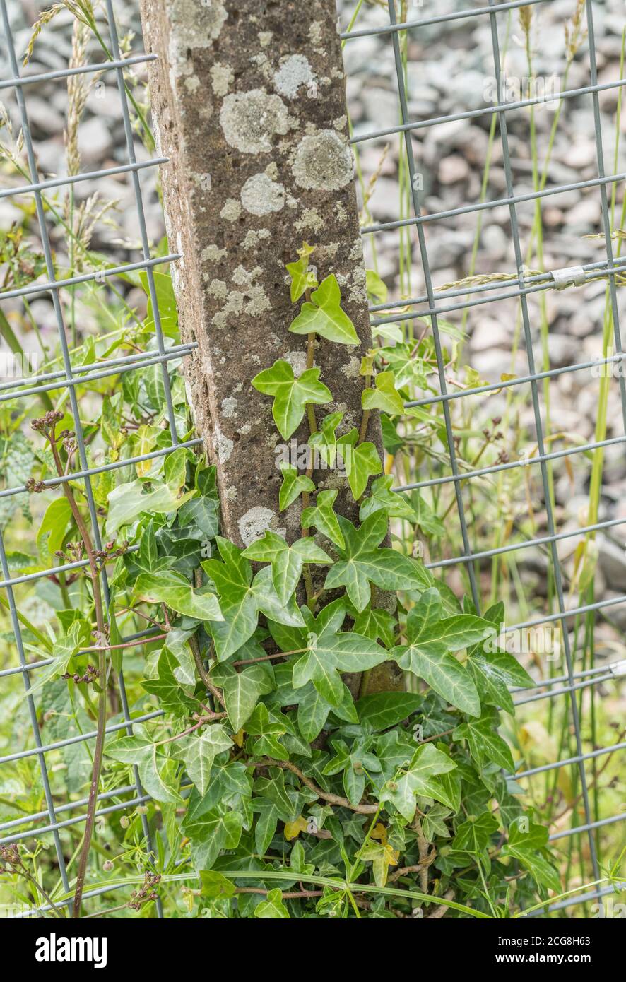 Climbing ivy / Common Ivy - Hedera helix - growing up the side of a concrete fence pole. Creeping ivy concept. Ivy plant on fence. Medicinal plant. Stock Photo