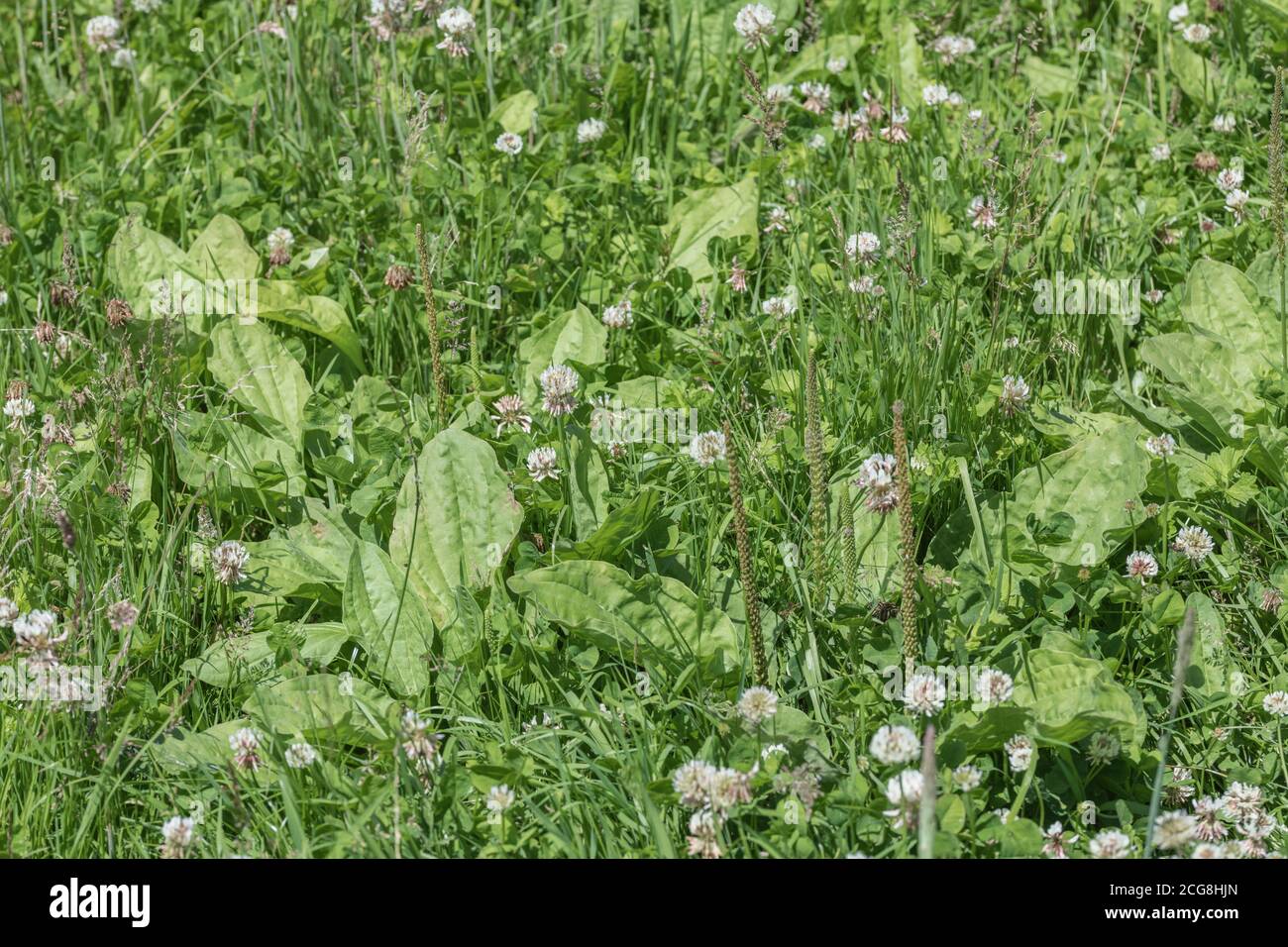 Leaves of Greater Plantain / Plantago major alongside flowering White Clover / Trifoilum repens. Plantain plant was once used in herbal medicine. Stock Photo