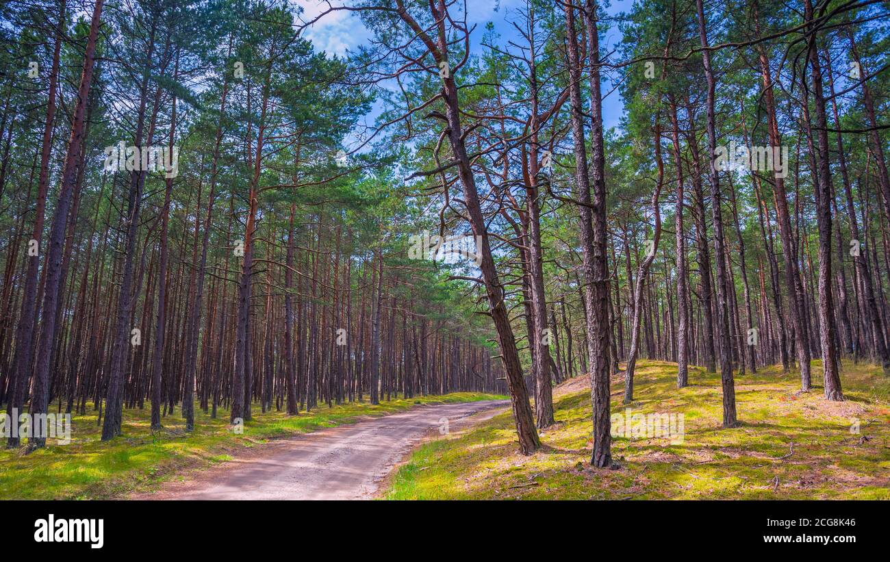 Summer landscape sunny forest hi-res stock photography and images - Alamy