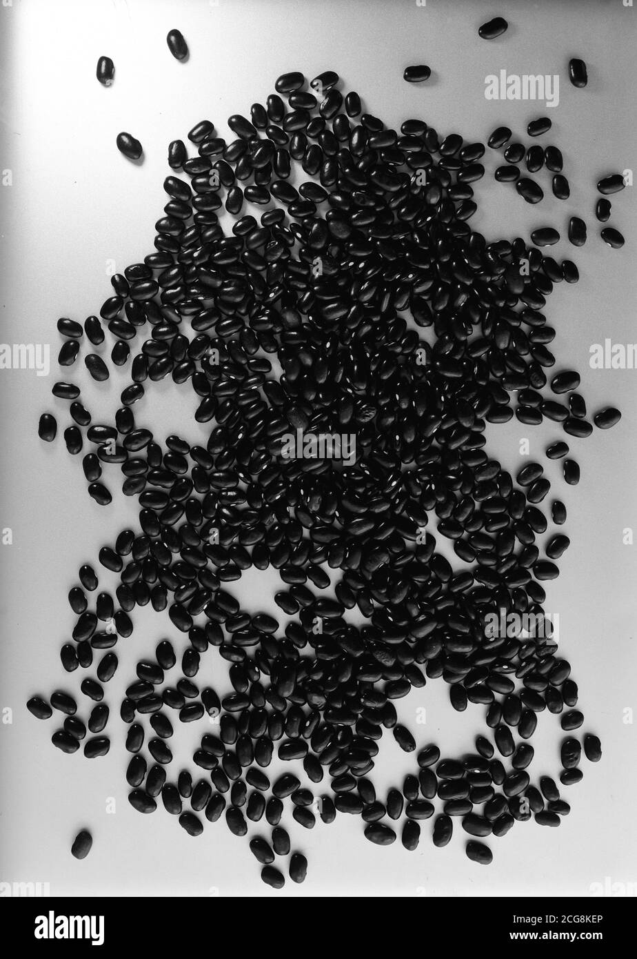 Bean plant Black and White Stock Photos & Images Alamy