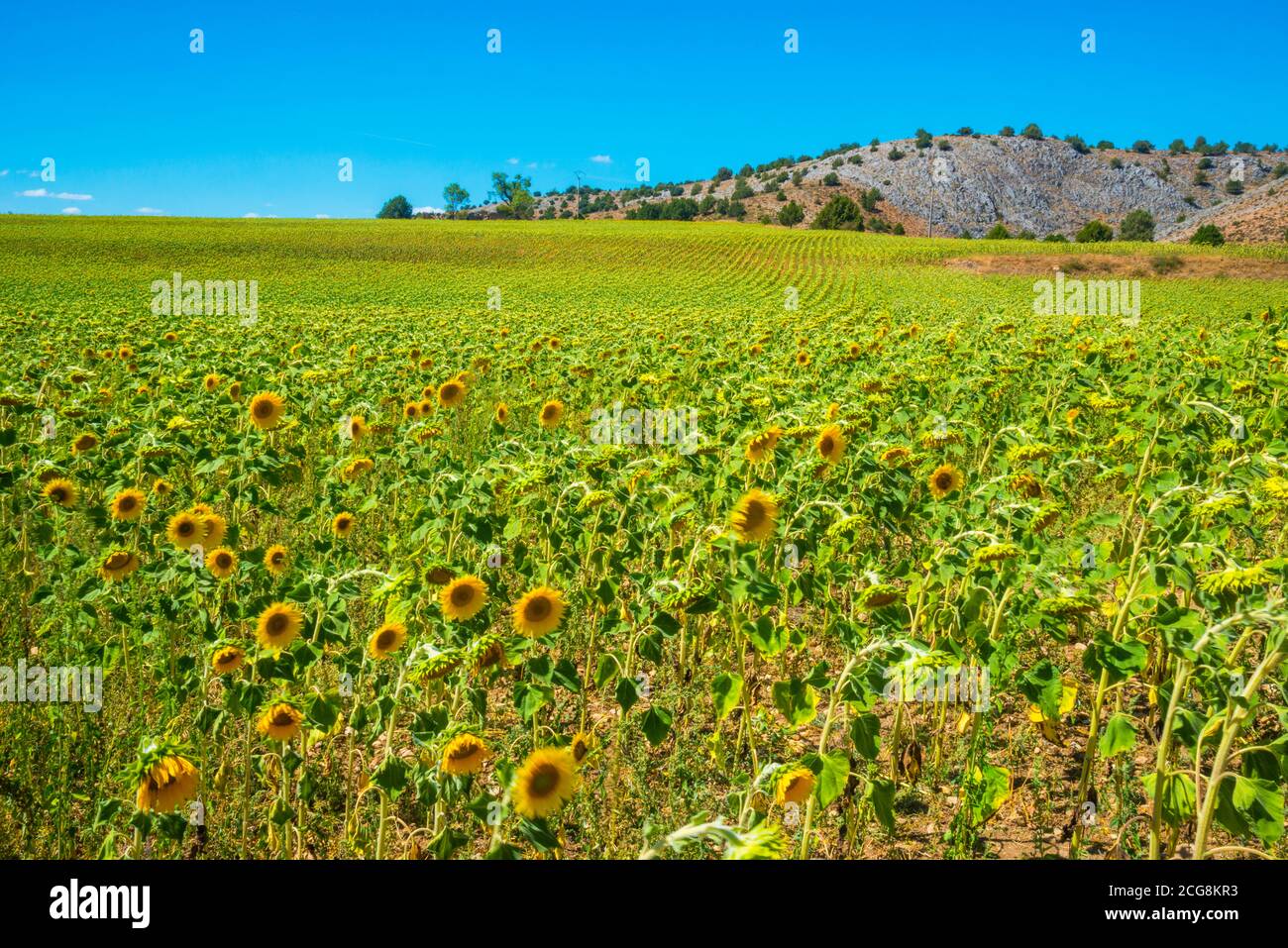 Sunflowers field. Calatañazor, Soria province, Castilla Leon, Spain. Stock Photo