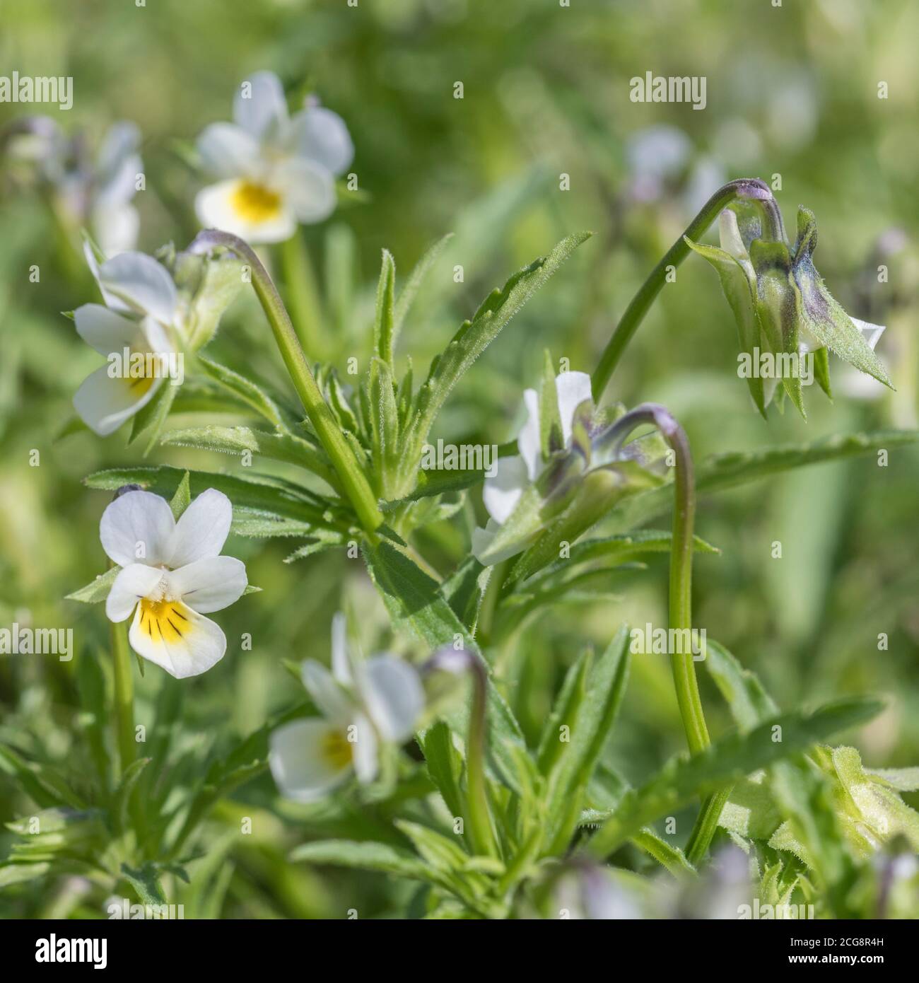 Close shot of the pale cream-coloured flowers of the Wild Pansy, Field Pansy / Viola arvensis growing in an arable field. Plant had no real uses. Stock Photo