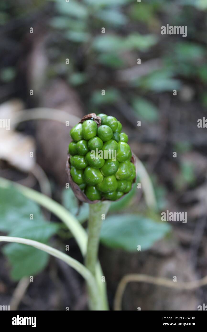 Green jack-in-the-pulpit berries at Somme Prairie Nature Preserve in Northbrook, Illinois Stock Photo