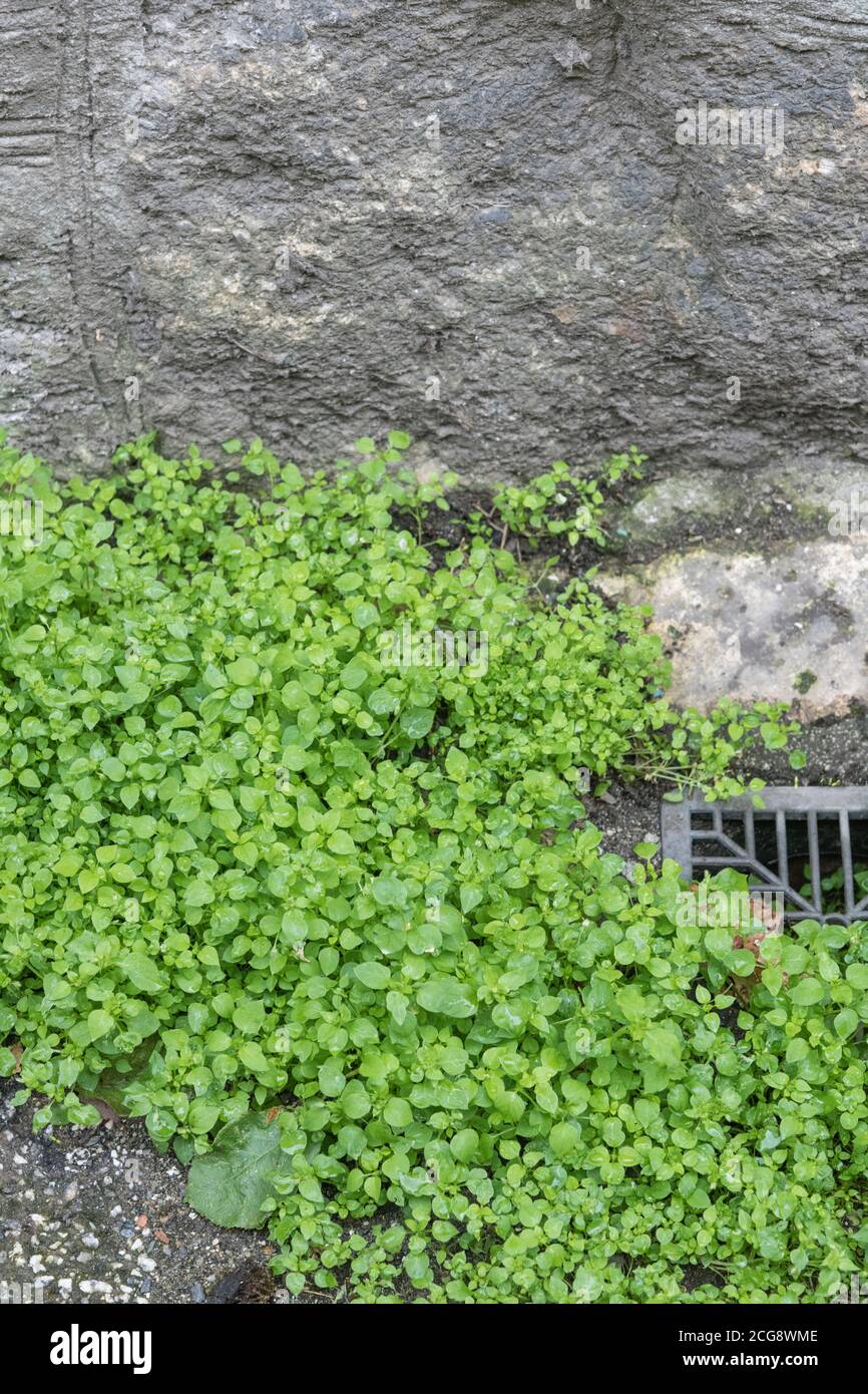 Close-up shot of Chickweed / Stellaria media growing by garden gutter. Common UK weed once used as medicinal plant for herbal remedies. Also edible. Stock Photo