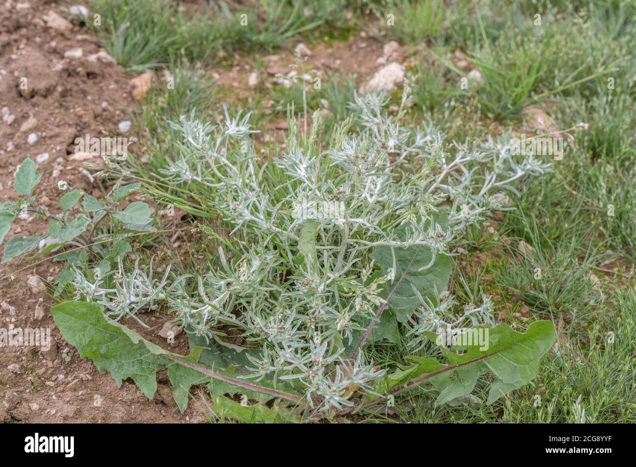 Leaves of Marsh Cudweed / Gnaphalium uliginosum growing in arable field among a potato crop. Common agricultural and arable farm weed. Medicinal herb. Stock Photo