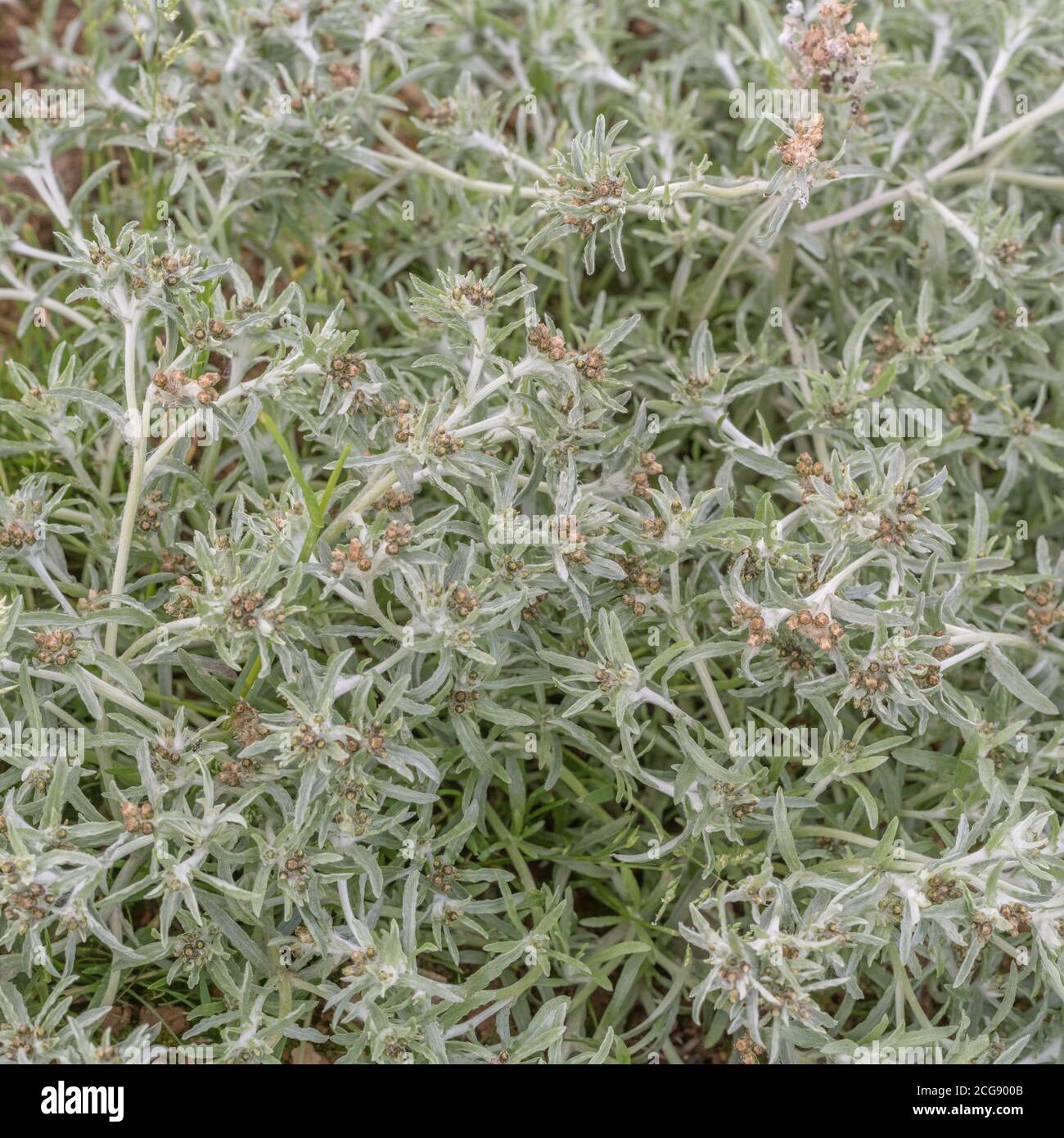 Leaves of Marsh Cudweed / Gnaphalium uliginosum growing in arable field among a potato crop. Common agricultural and arable farm weed. Medicinal herb. Stock Photo