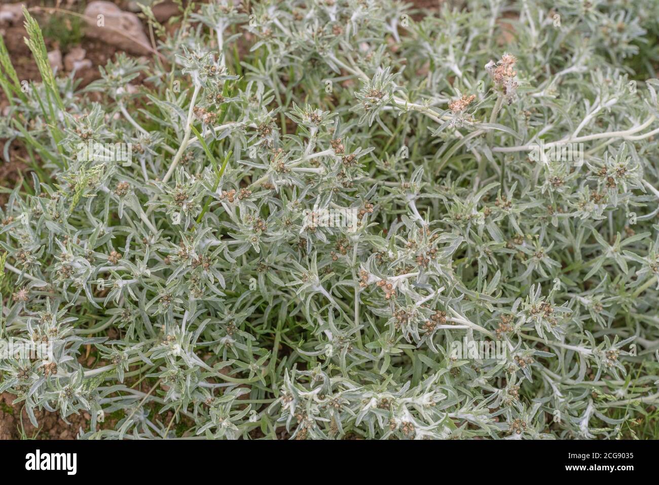 Leaves of Marsh Cudweed / Gnaphalium uliginosum growing in arable field among a potato crop. Common agricultural and arable farm weed. Medicinal herb. Stock Photo