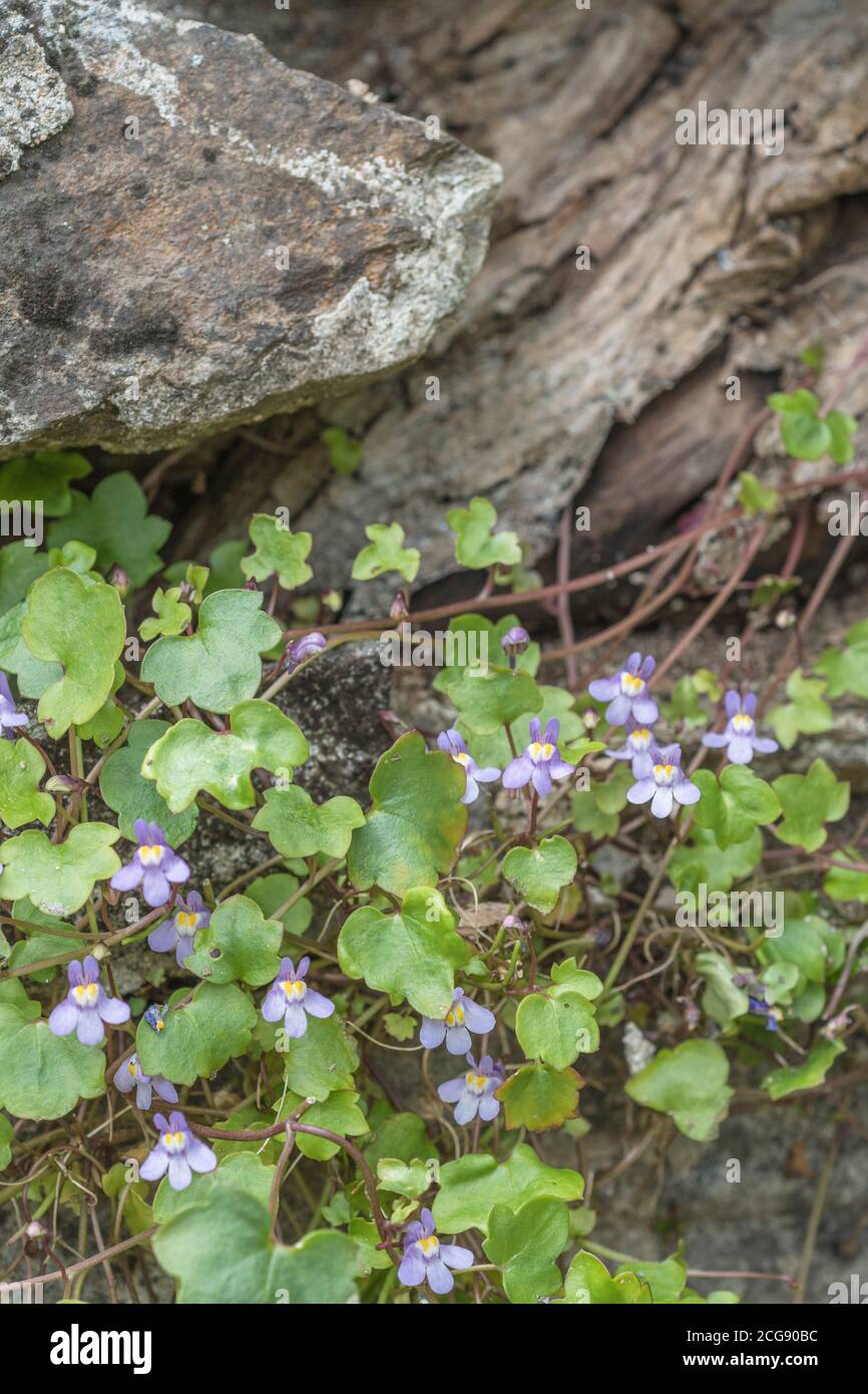 Ivy-leaved Toadflax / Cymbalaria muralis growing in a stone wall. Once used as a medicinal plant for herbal remedies. Stock Photo