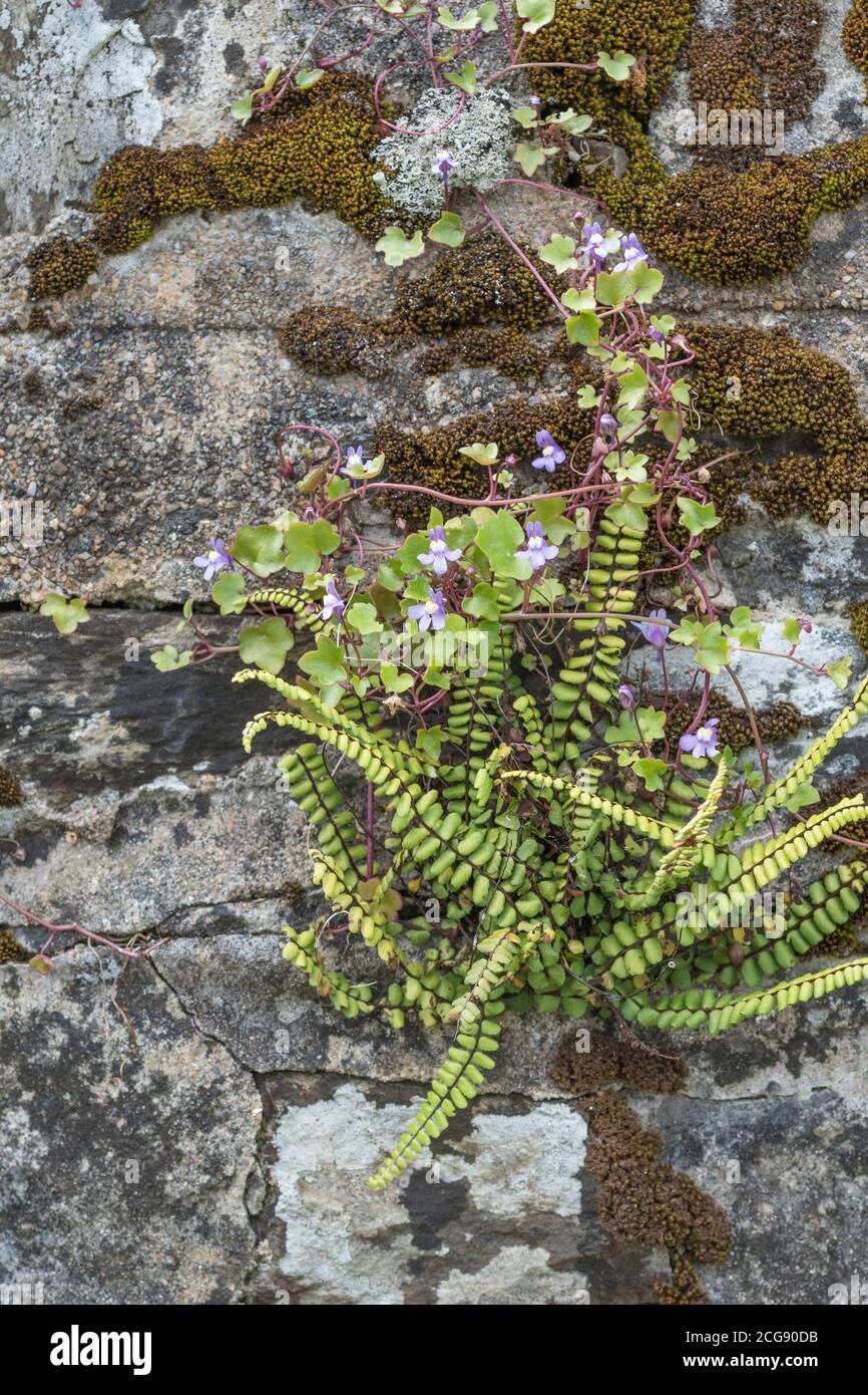 Ivy-leaved Toadflax / Cymbalaria muralis growing in a mossy stone wall with Maidenhair Spleenwort / Asplenium trichomanes fern. Stock Photo