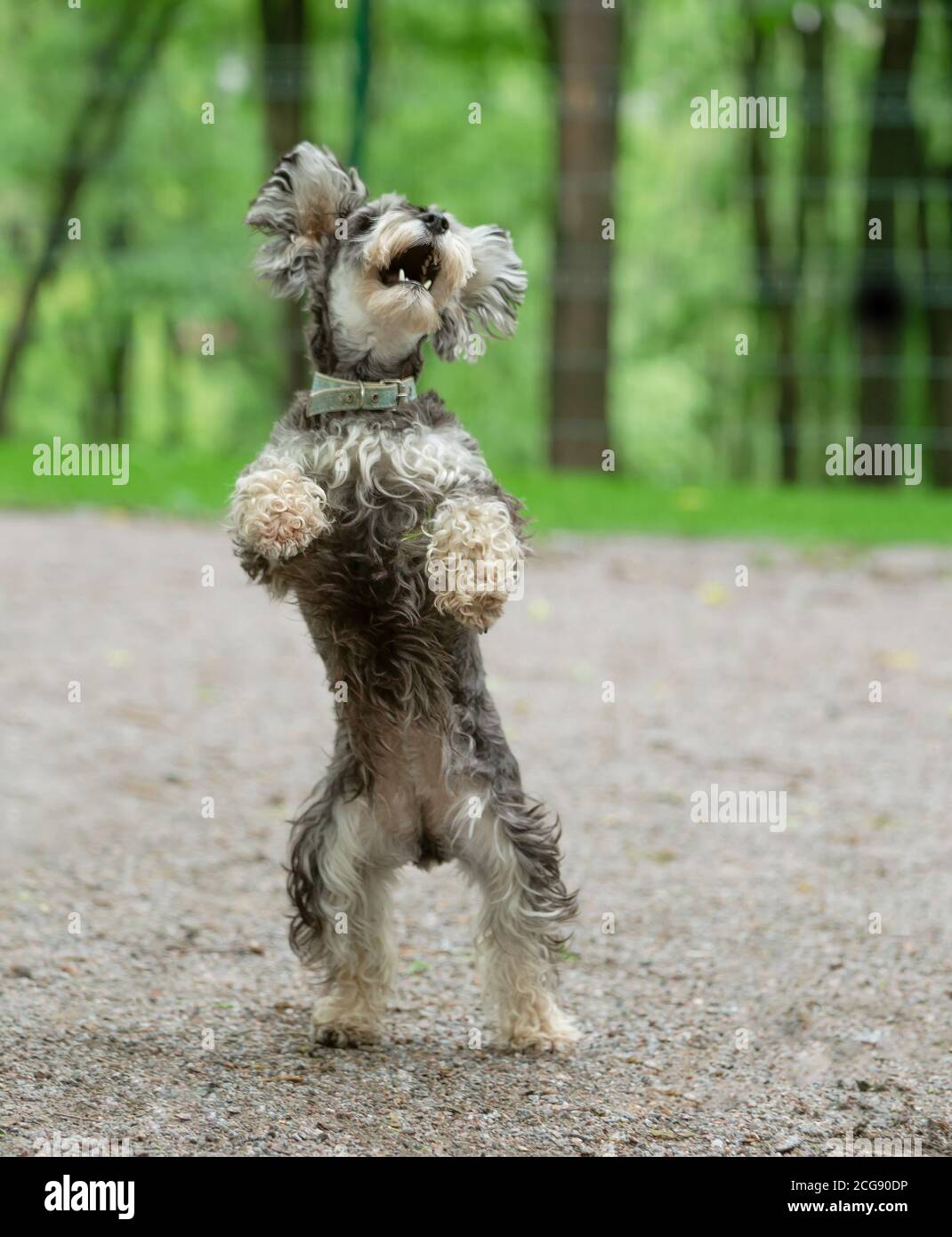 Miniature schnauzer dog jumping on hind Stock Photo Alamy