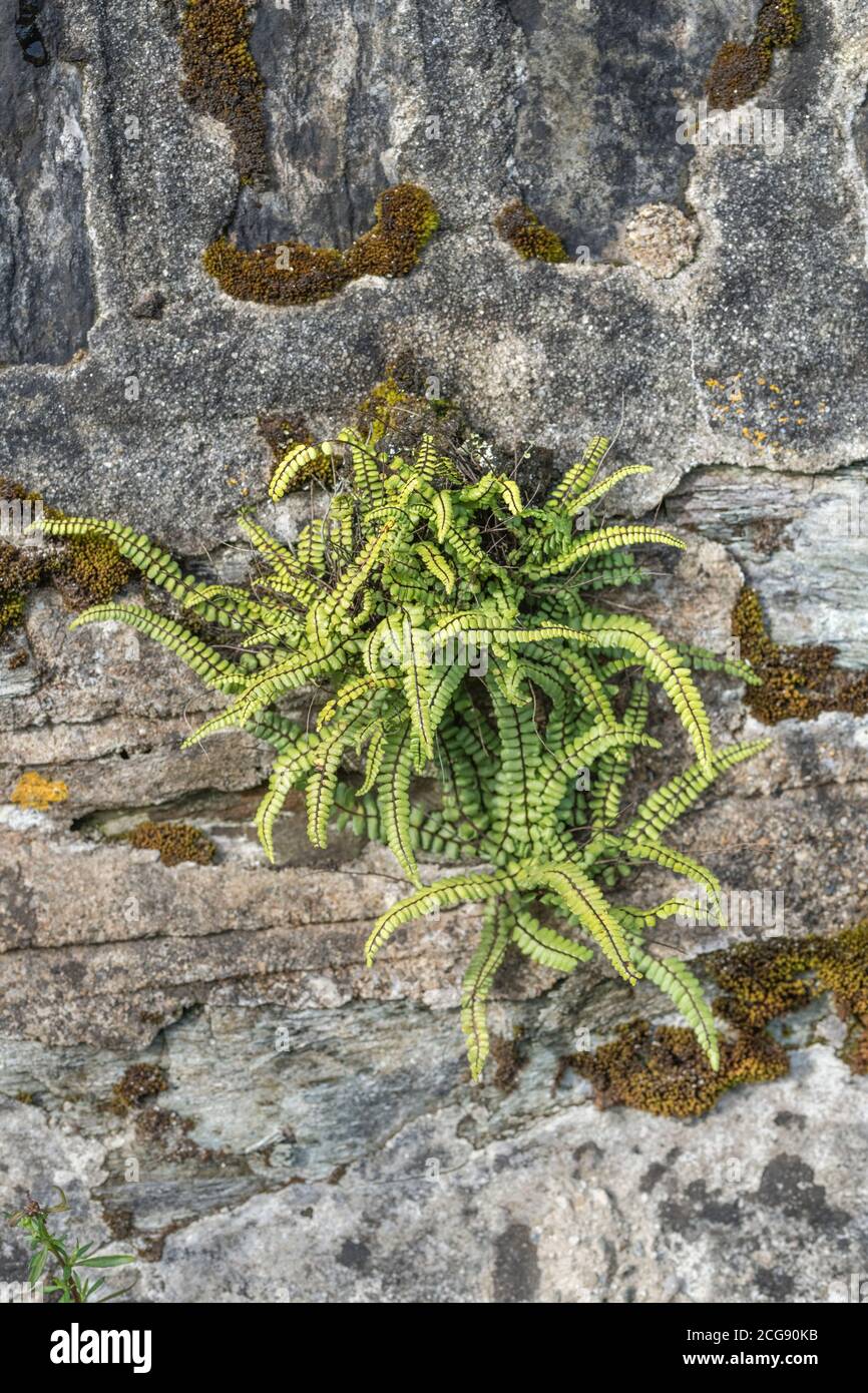 Isolated Maidenhair Spleenwort / Asplenium trichomanes plant growing in ...