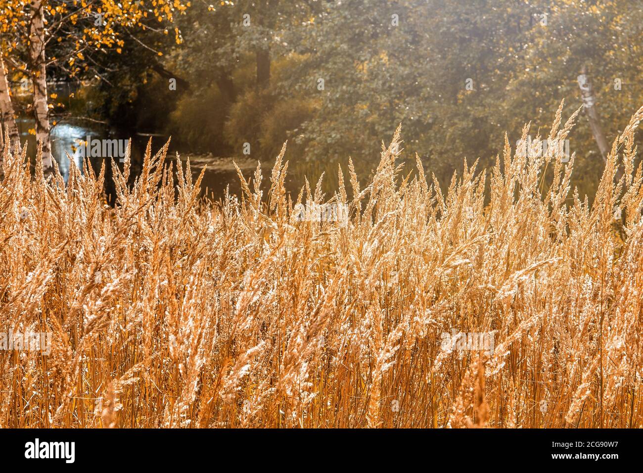 ears of dry yellow grass in autumn, Dry golden brown grass with ripe branches of ears against the background of a dark forest and sunset on a summer e Stock Photo